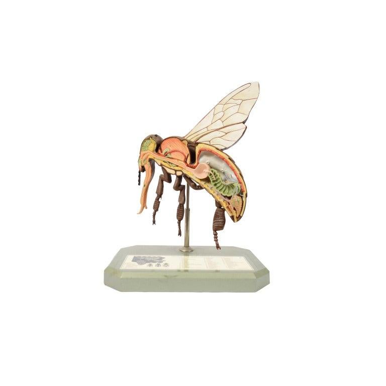 Entomological Model of a Bee Made by SOMSO Germany in the 1950s In Good Condition In Milan, IT