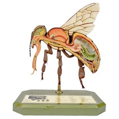 Modèle entomologique d'une abeille fabriqué par SOMSO Allemagne dans les années 1950