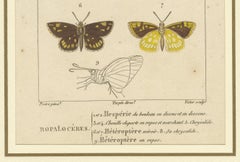 "Entomologie - Lepidoptera Study Plate" from Encyclopedic Collection, circa 1760