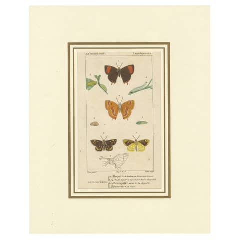 "Entomologie - Lepidoptera Study Plate" from Encyclopedic Collection, circa 1760