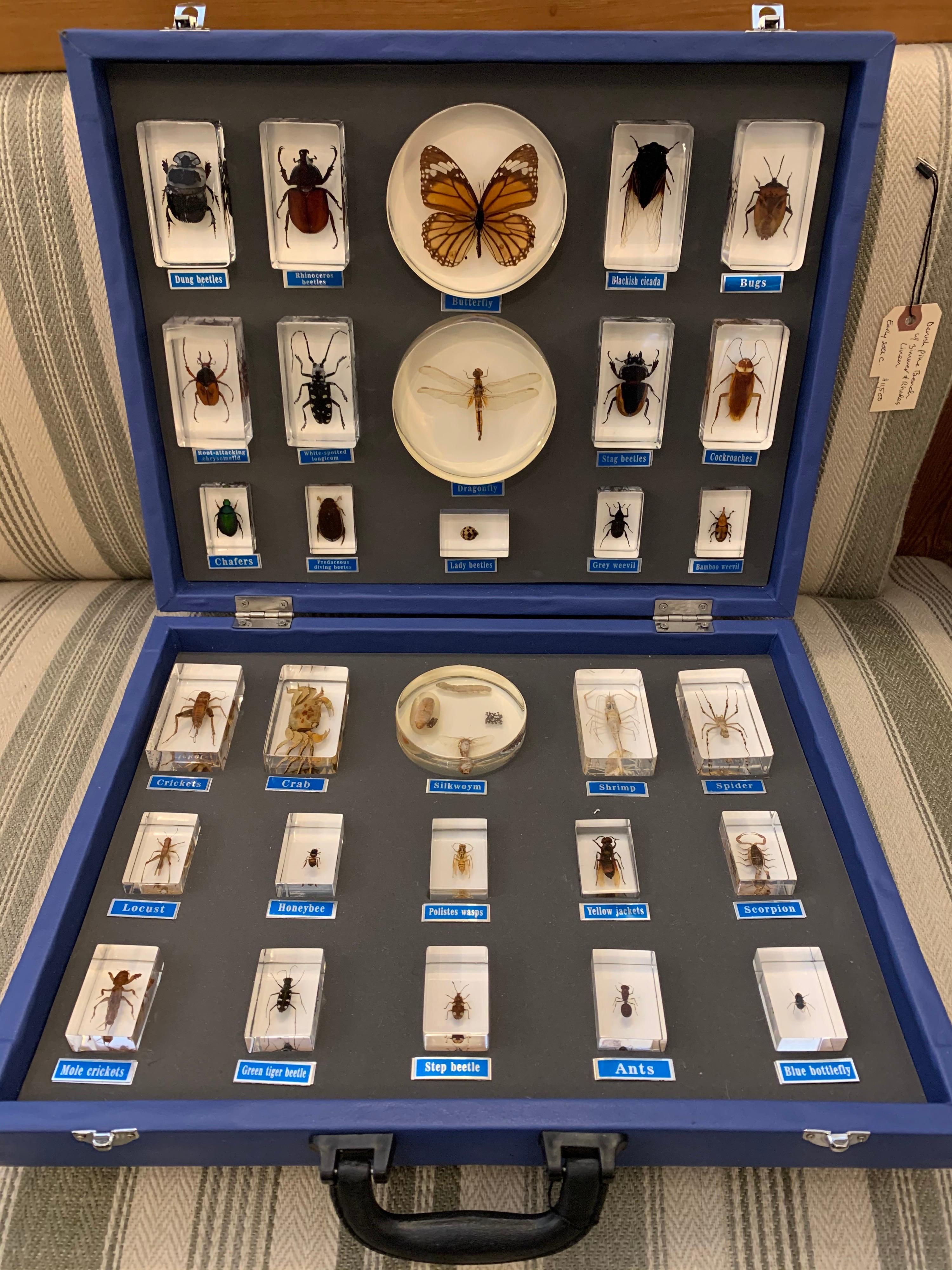 Entomology Specimen Collection in Display Case 2