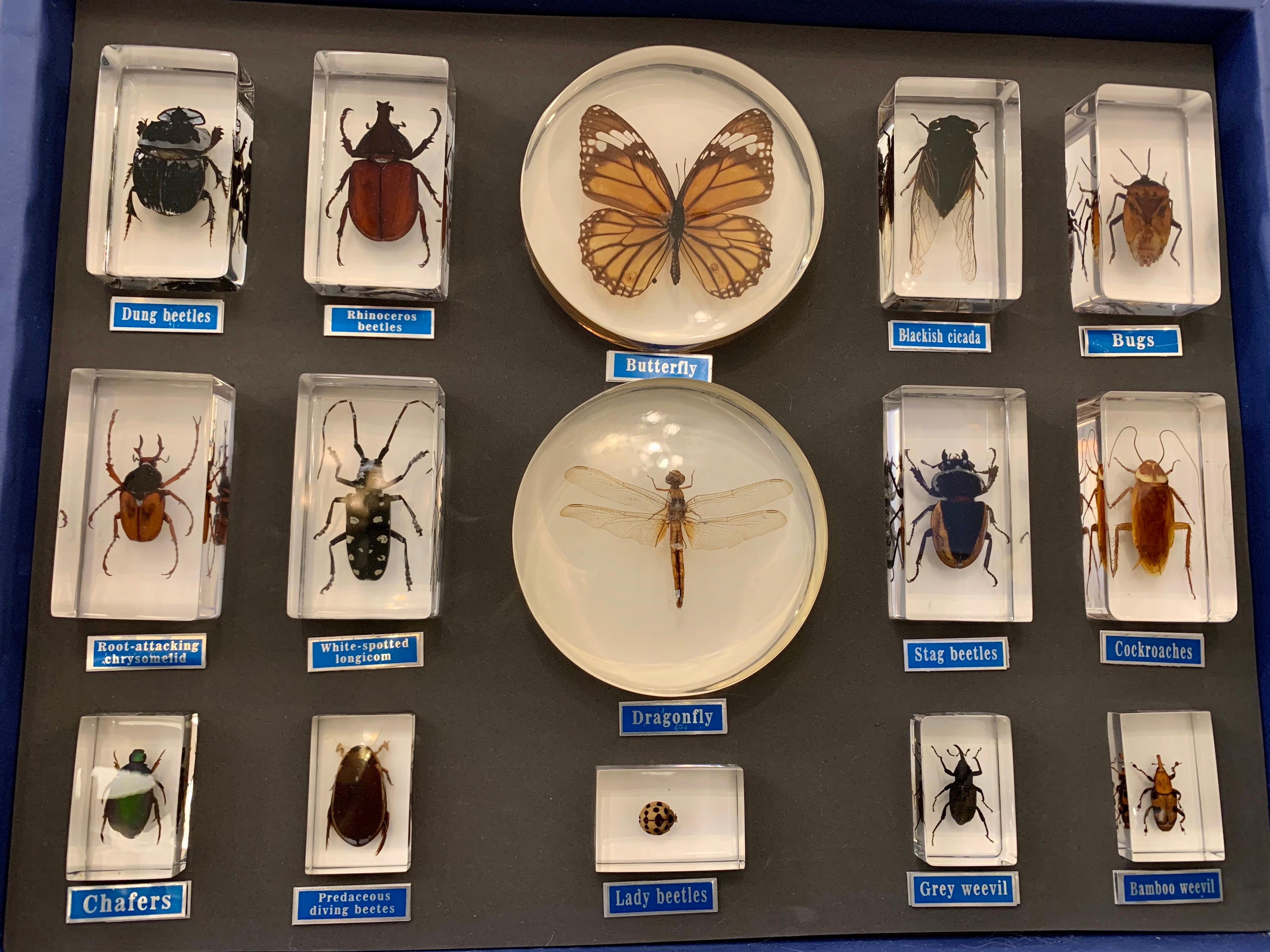 This amazing collection of 30 insect specimens encased forever in acrylic are wonderful for displaying on shelf or in its original carrying case. See detail images for close up of the insects. Largest acrylic specimen is 4 inches for round and 3