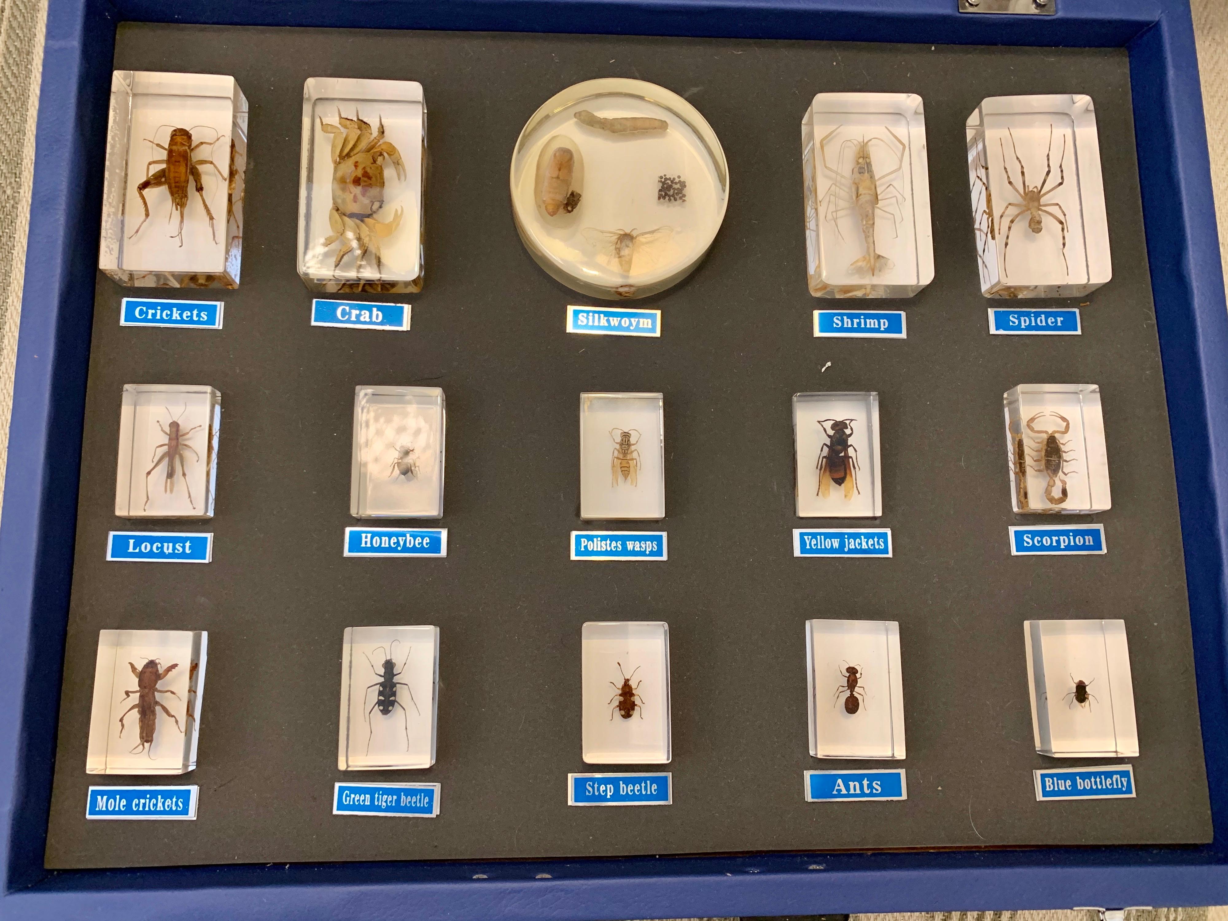 entomology display case