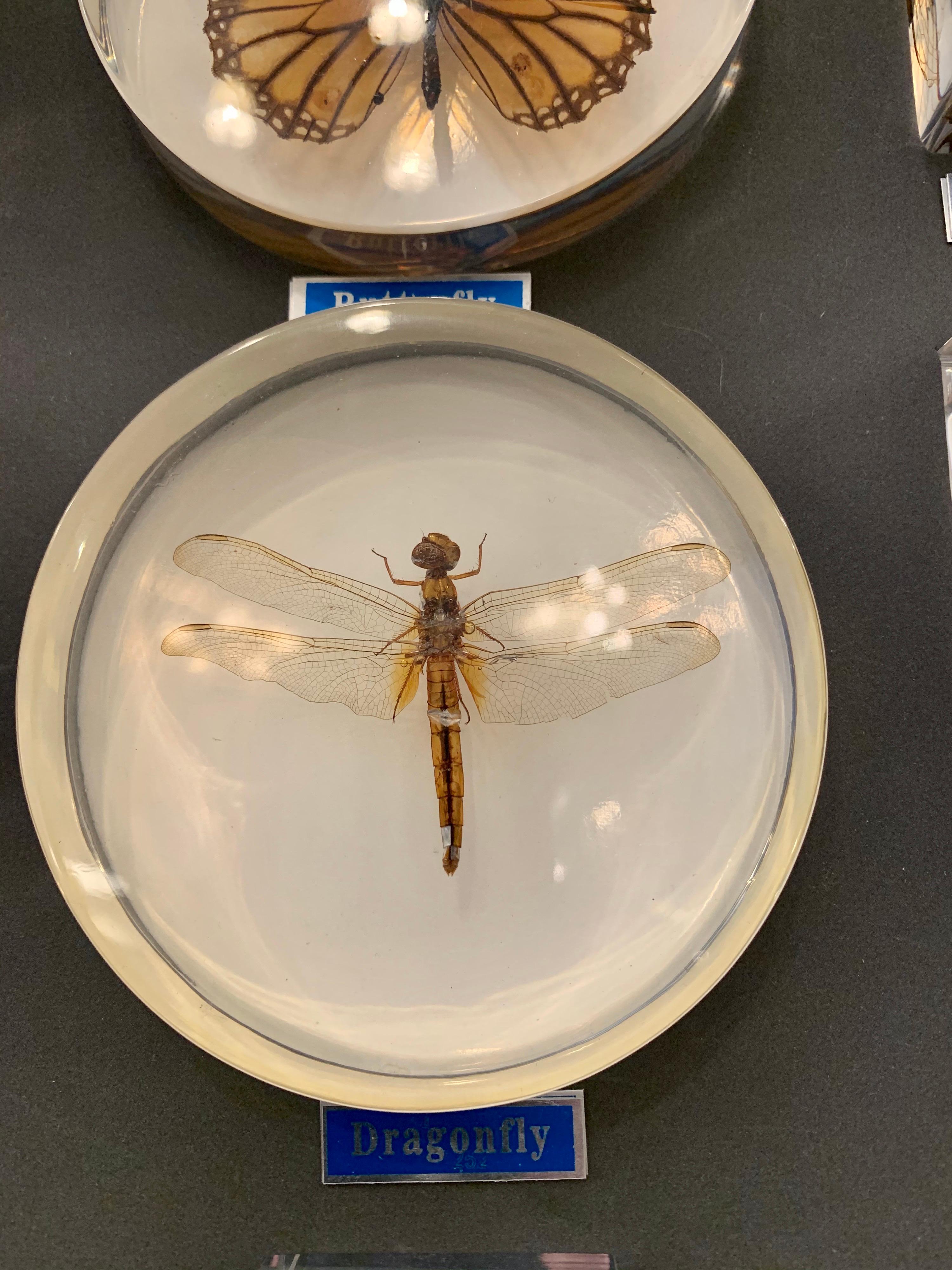 entomology display boxes