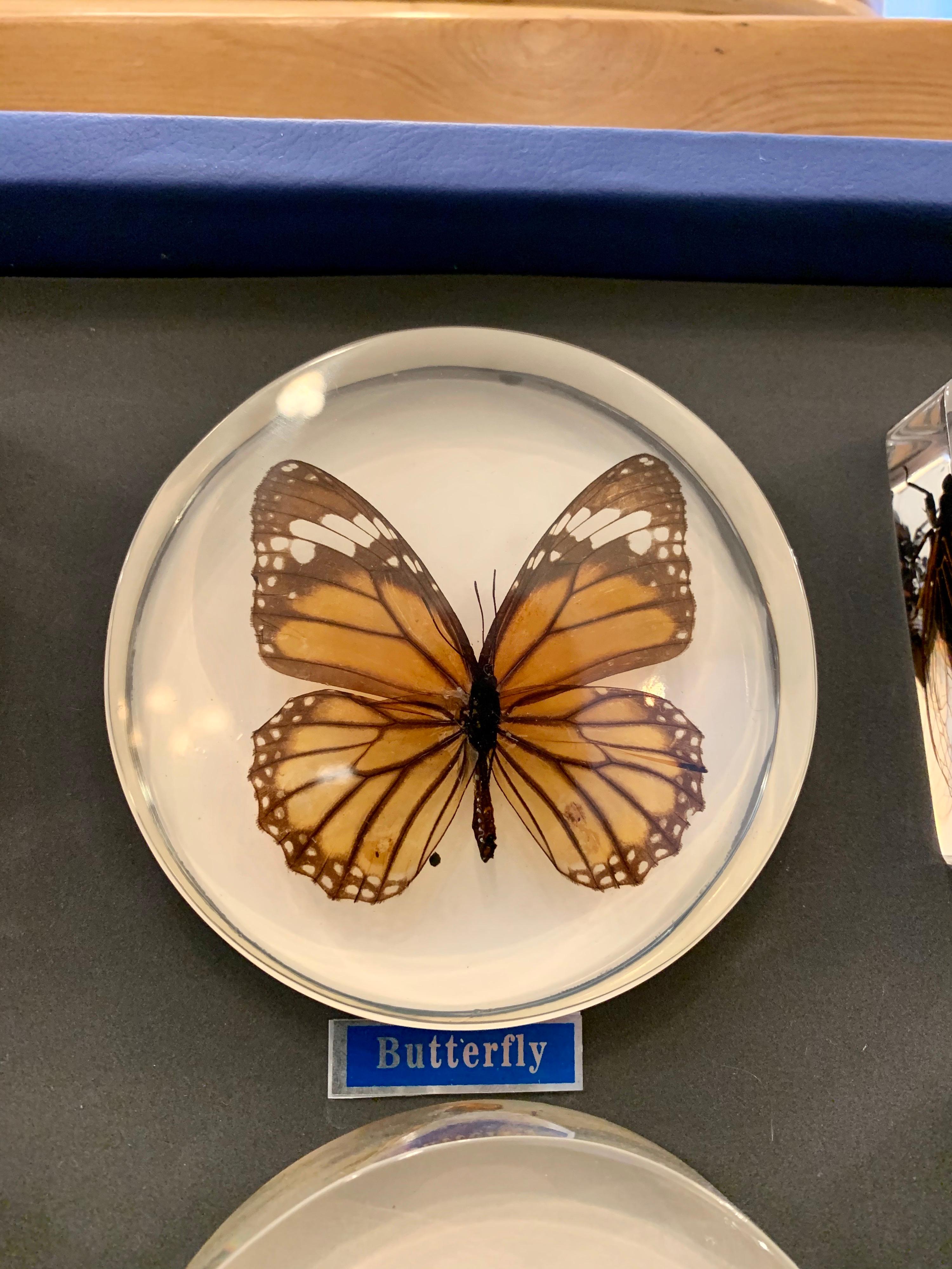 mineral specimen display case
