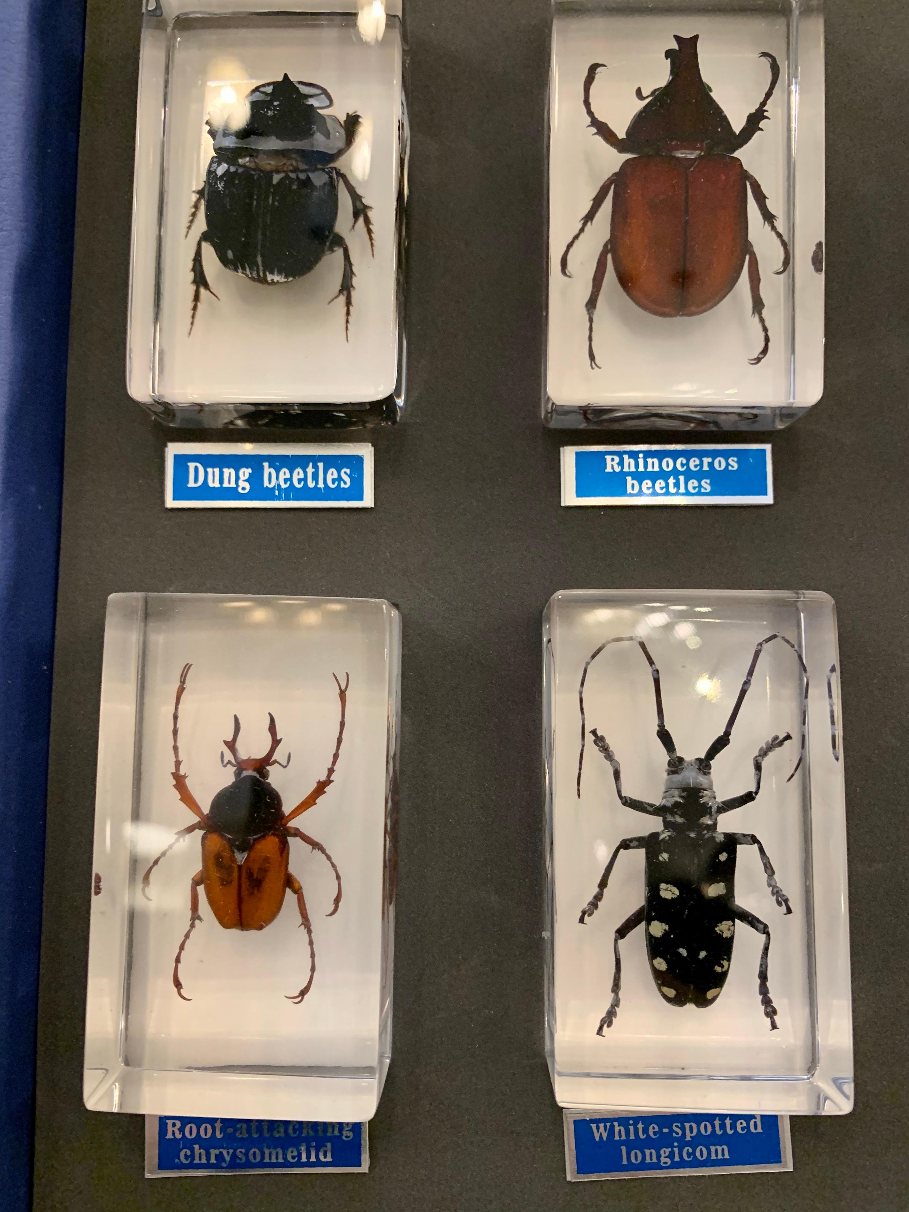 Asian Entomology Specimen Collection in Display Case