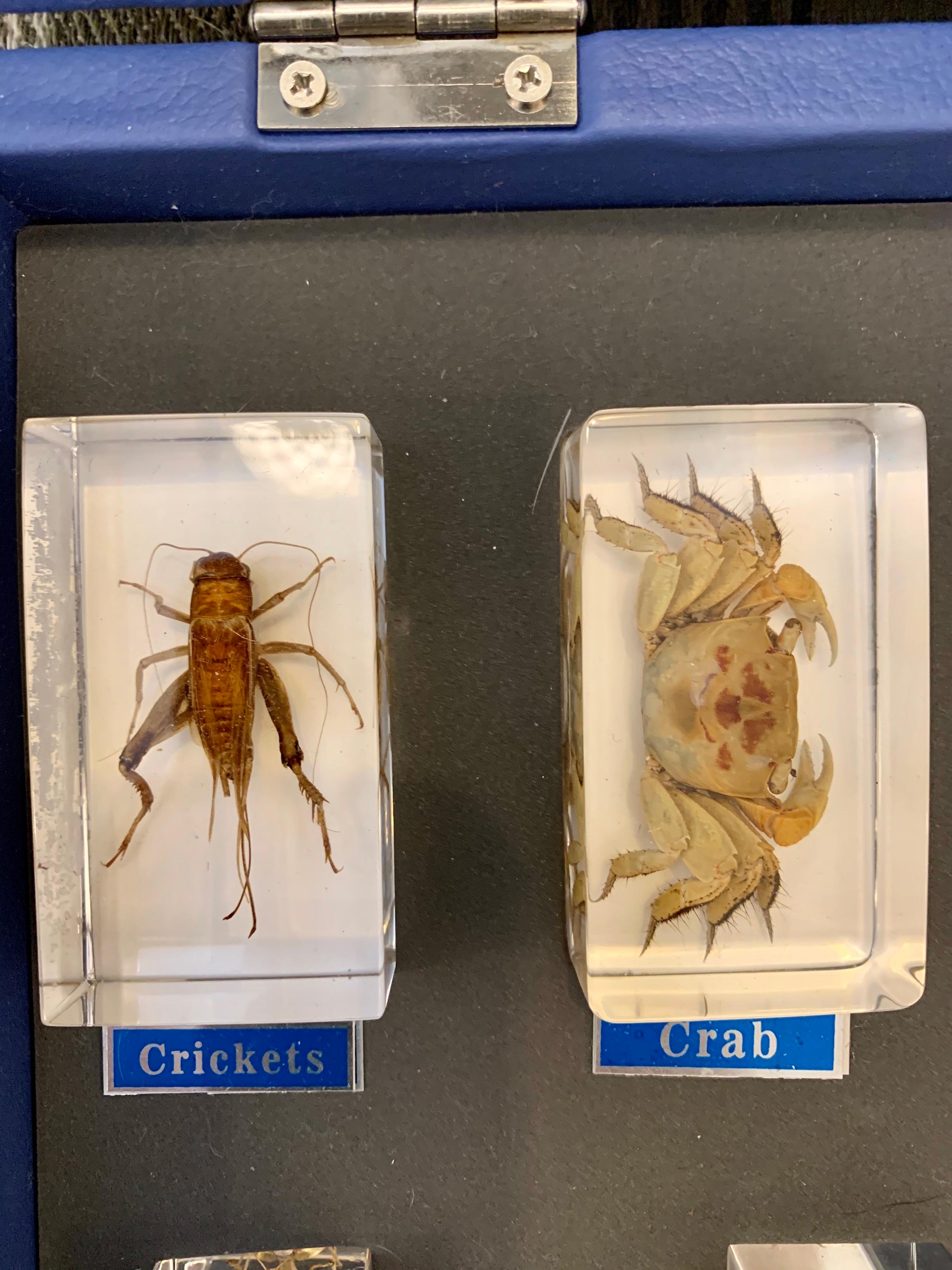 20th Century Entomology Specimen Collection in Display Case
