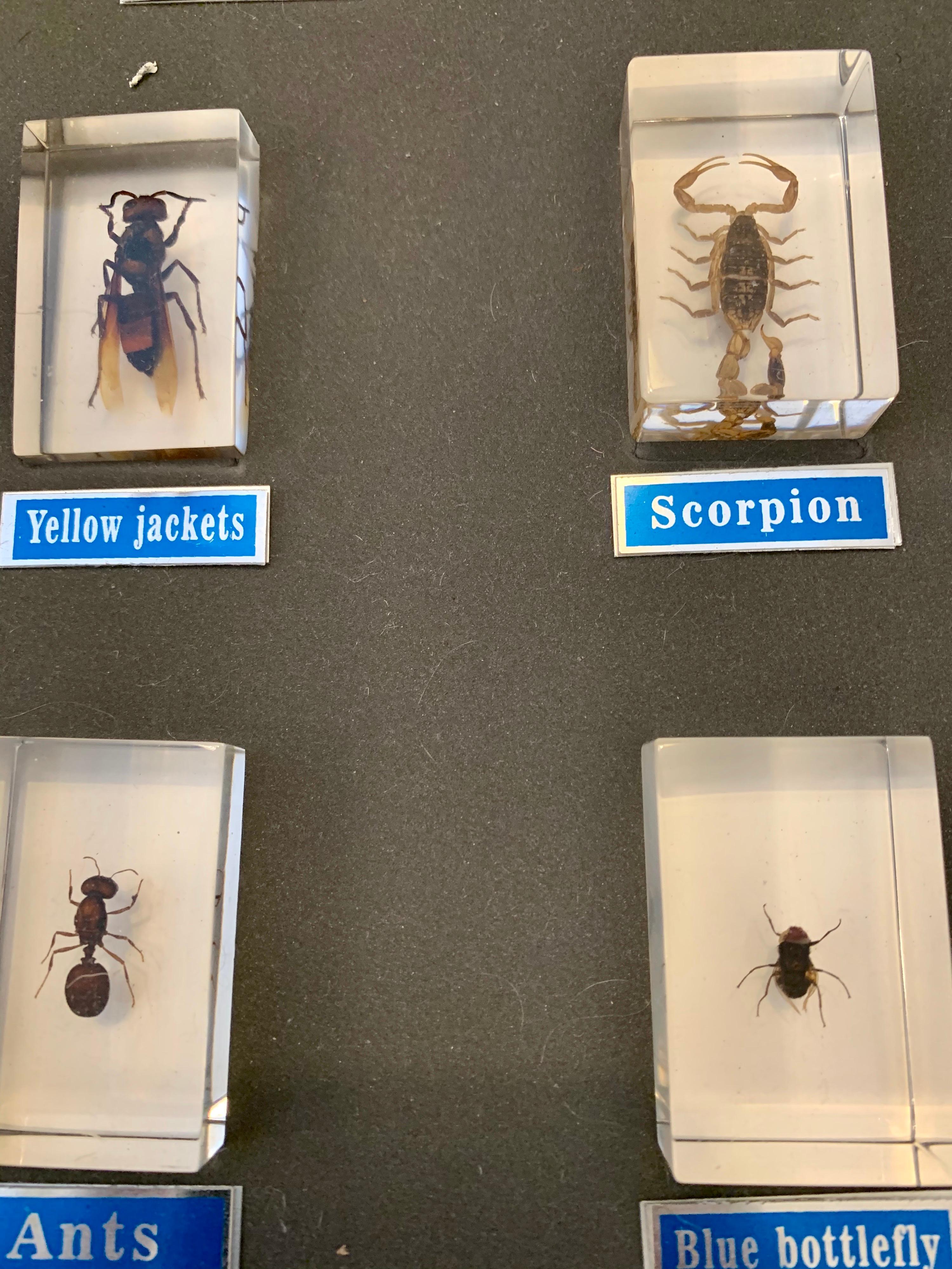 Acrylic Entomology Specimen Collection in Display Case