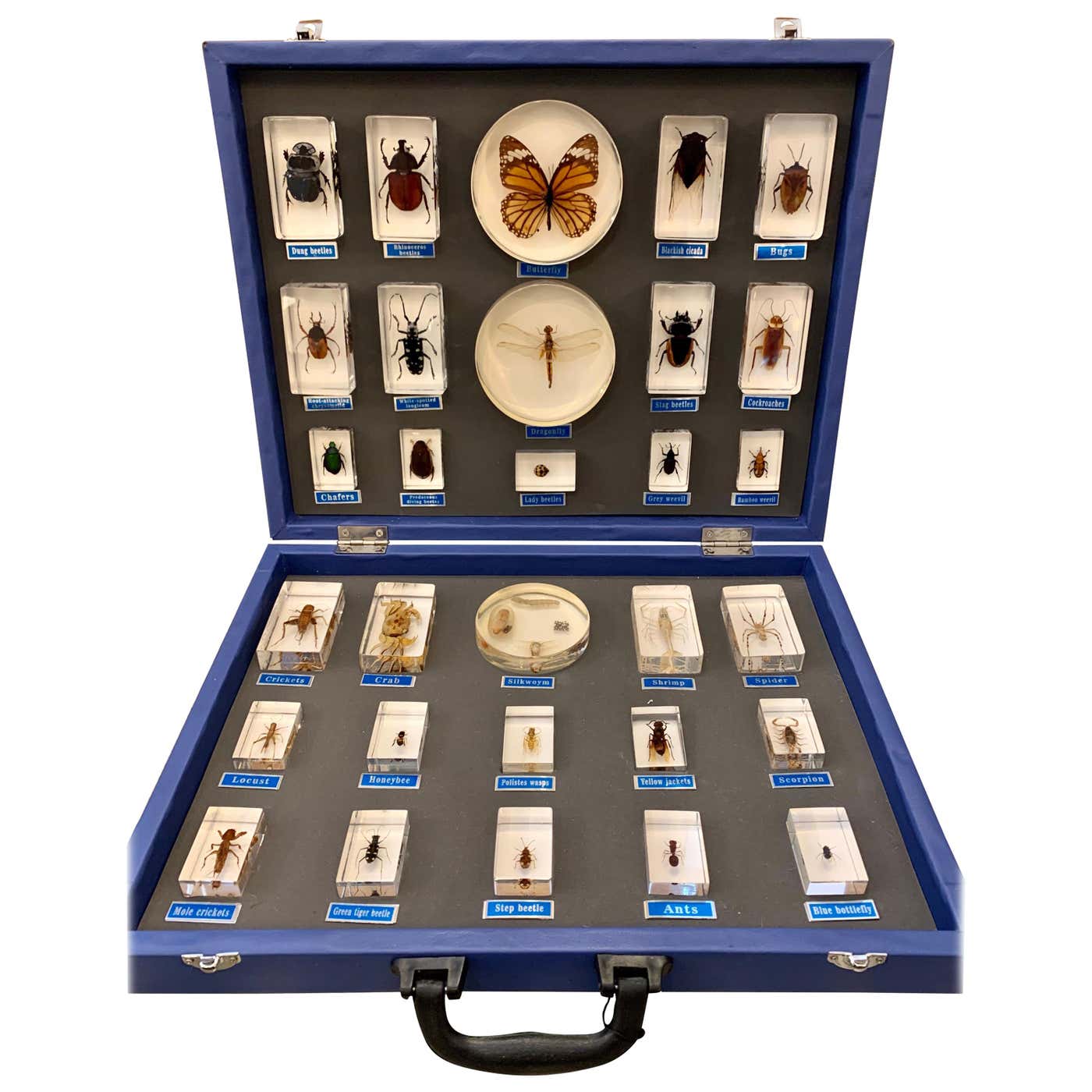 Entomology Specimen Collection in Display Case at 1stDibs | entomology ...