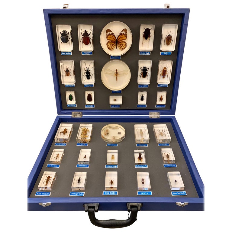 Entomology Specimen Collection in Display Case at 1stDibs entomology
