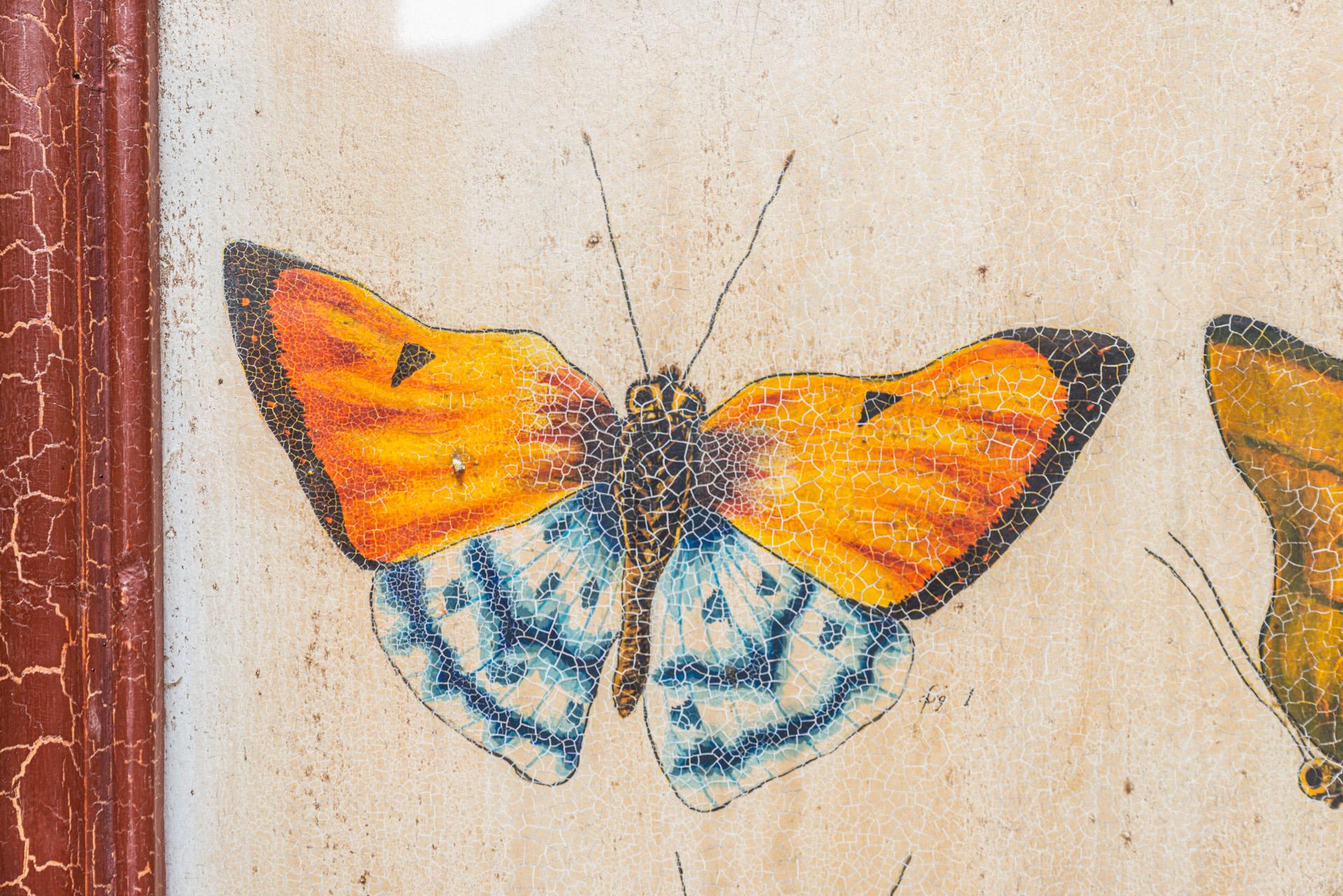 Entomology, study of butterflies according to nature, 
Oil on panel,
Framing with butterflies name,
Cracked varnish,
Modern frame in molded wood, 
circa 1950, France. 

Measures: Height 118 cm, width 77 cm.