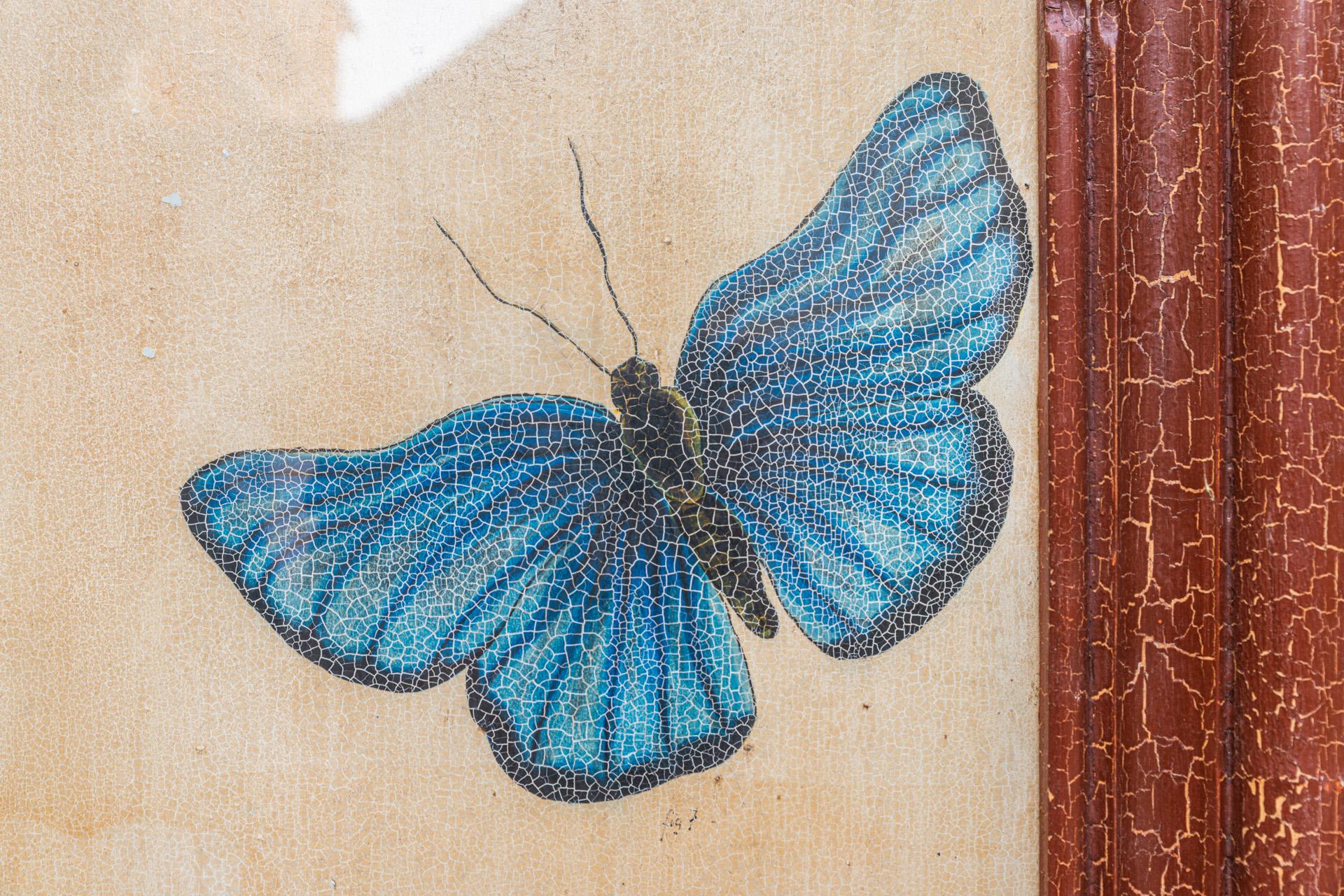 French Entomology, Study of Butterflies According to Nature, circa 1950, France