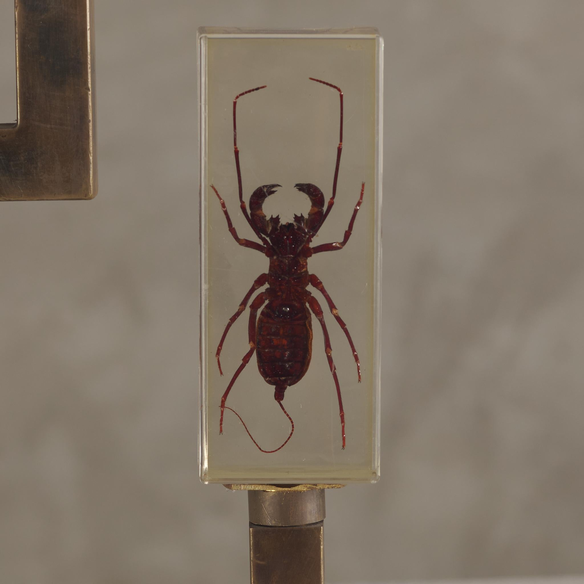 Lampe de table Entomology en vente 2