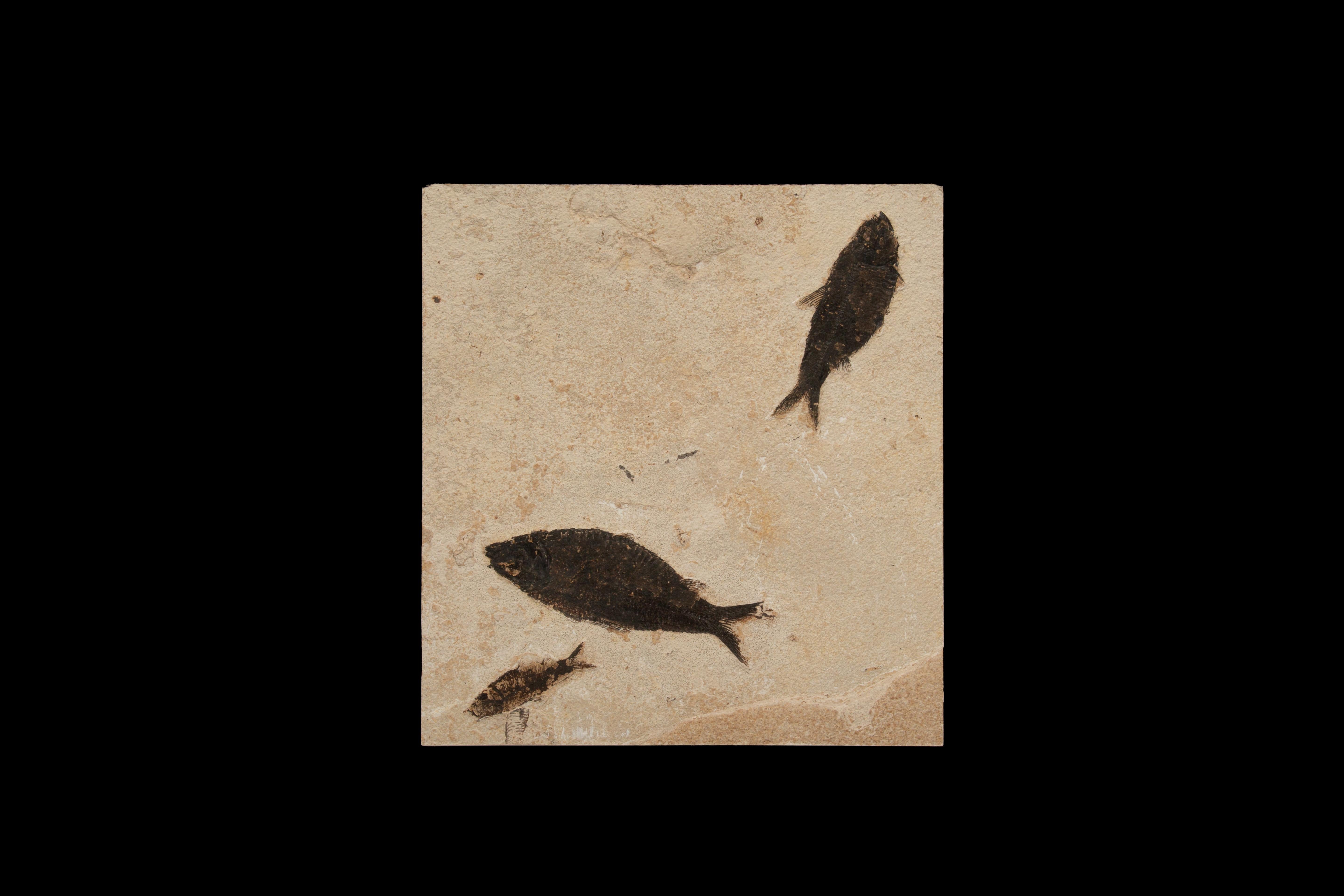 This is a well-preserved, multi-specimen fossil featuring prehistoric fish from the Eocene Epoch, found in the renowned Fossil Lake area of Wyoming, a site famous for its exquisite fossil preservation due to ancient lakebed sediments. This fossil