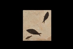 Eocene Epoch Multi-Specimen Fish Fossil from Fossil Lake, Wyoming