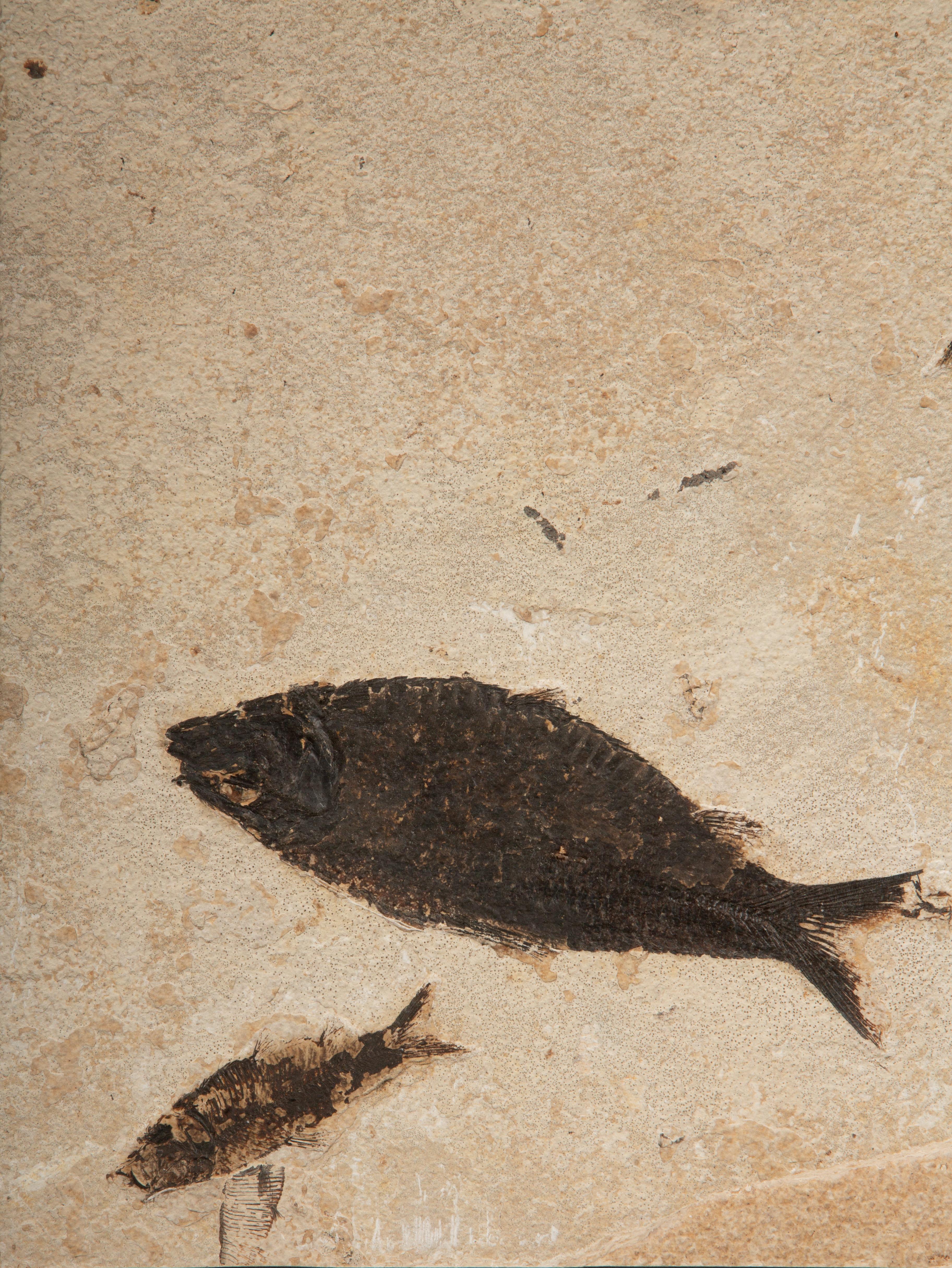 Prehistoric Eocene Epoch Multi-Specimen Fish Fossil from Fossil Lake, Wyoming