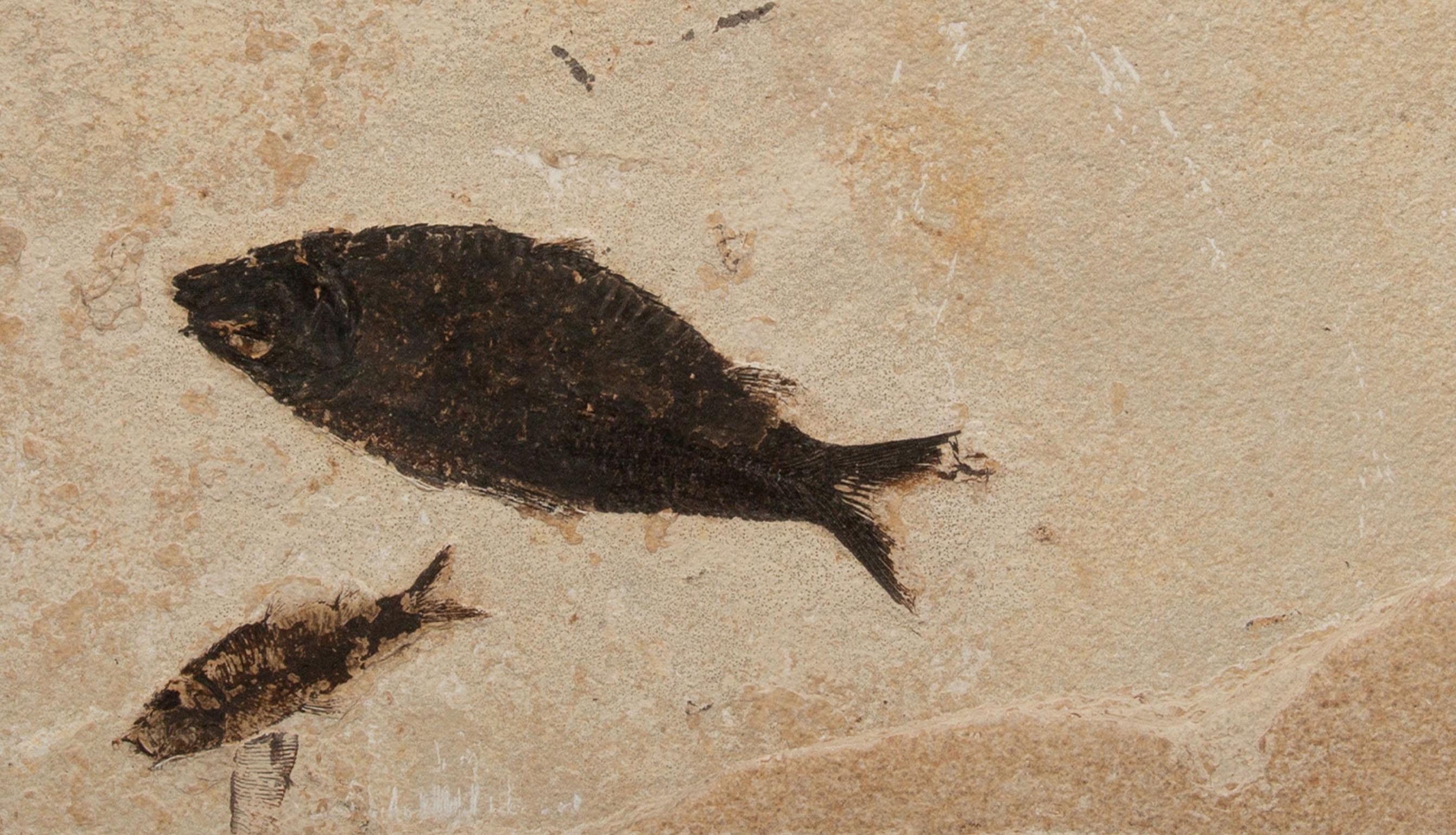 American Eocene Epoch Multi-Specimen Fish Fossil from Fossil Lake, Wyoming