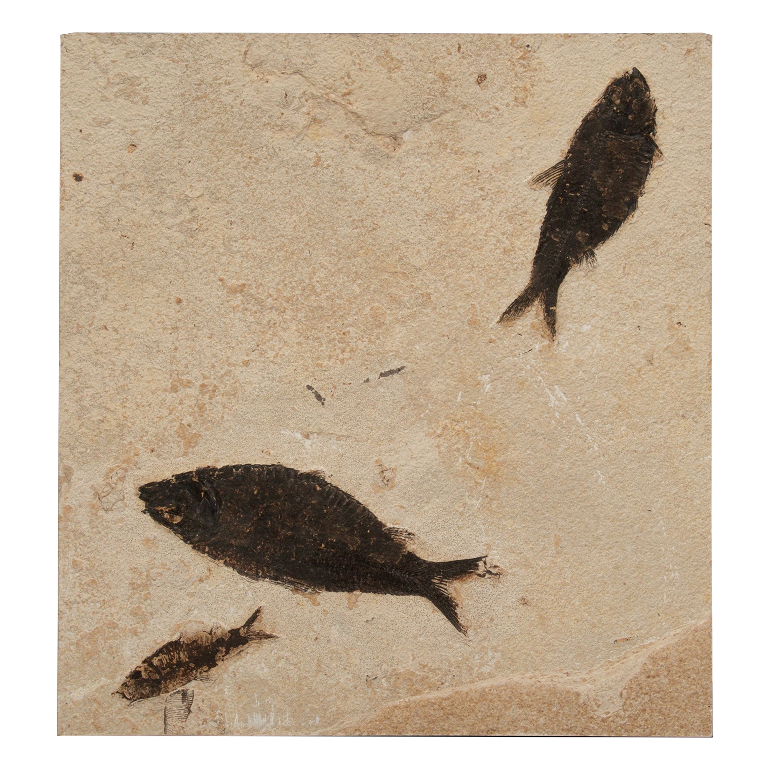Eocene Epoch Multi-Specimen Fish Fossil from Fossil Lake, Wyoming