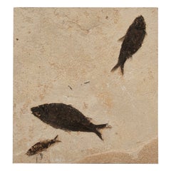 Eocene Epoch Multi-Specimen Fish Fossil from Fossil Lake, Wyoming