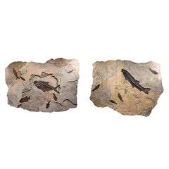Eocene Era Fossil Fish Diptych in Stone