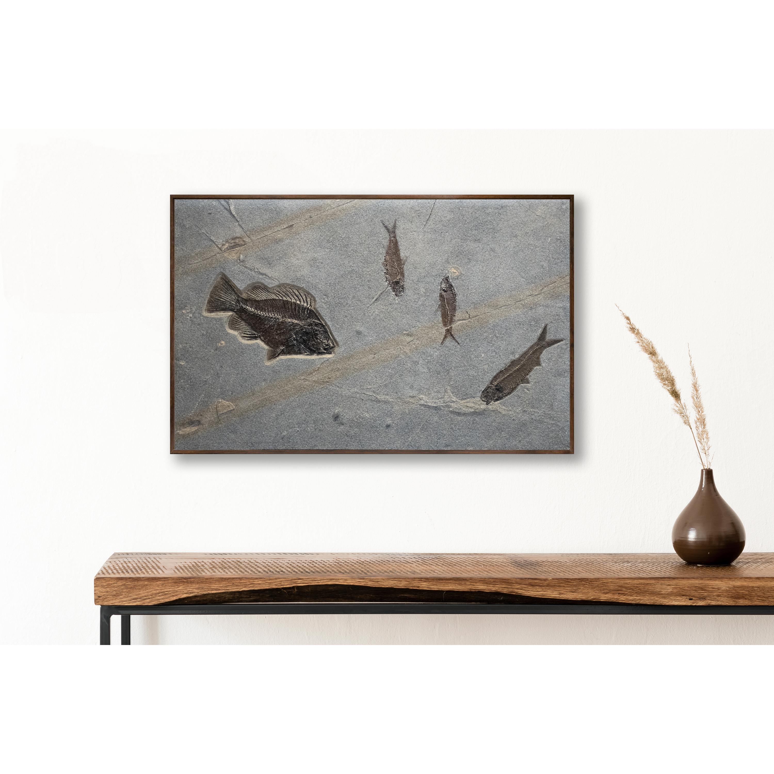 Four Eocene Era fossil fish from the Green River Formation are featured in this sculptural stone mural: a Cockerellites liops (formerly known as Priscacara) accented by three smaller Knightia eocaena. These fossil fish are about 50 million years old