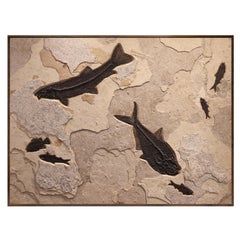 Eocene Era Fossil Fish Mural in Stone from the Green River Formation in Wyoming