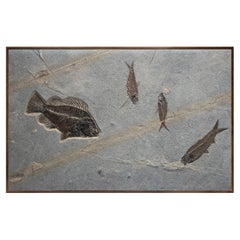50 Million Year Old Fossil Fish Mural from the Green River Formation, Wyoming