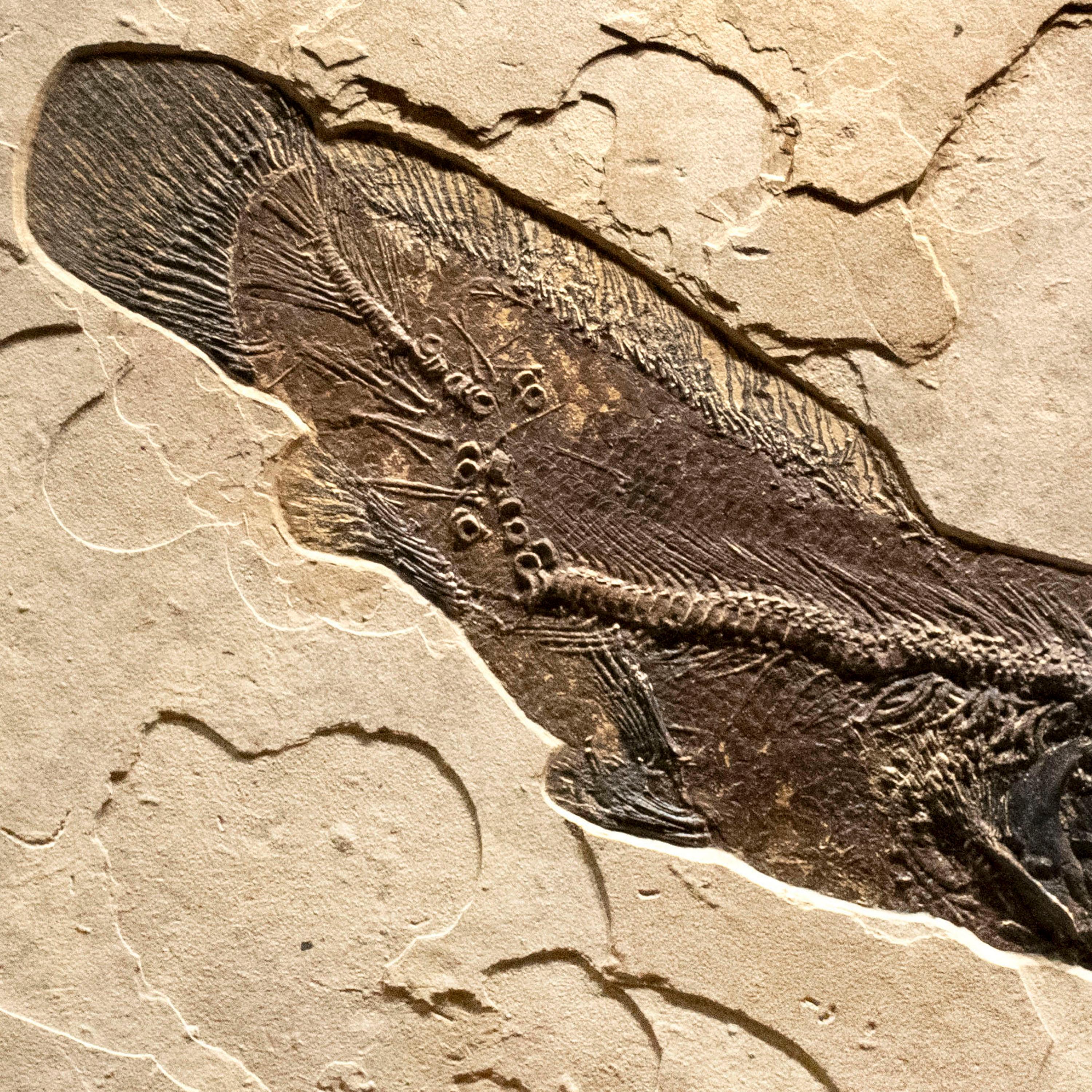 50 Million Year Old Eocene Era Fossil Fish Amia Mural in Stone, from Wyoming In New Condition In Logan, UT