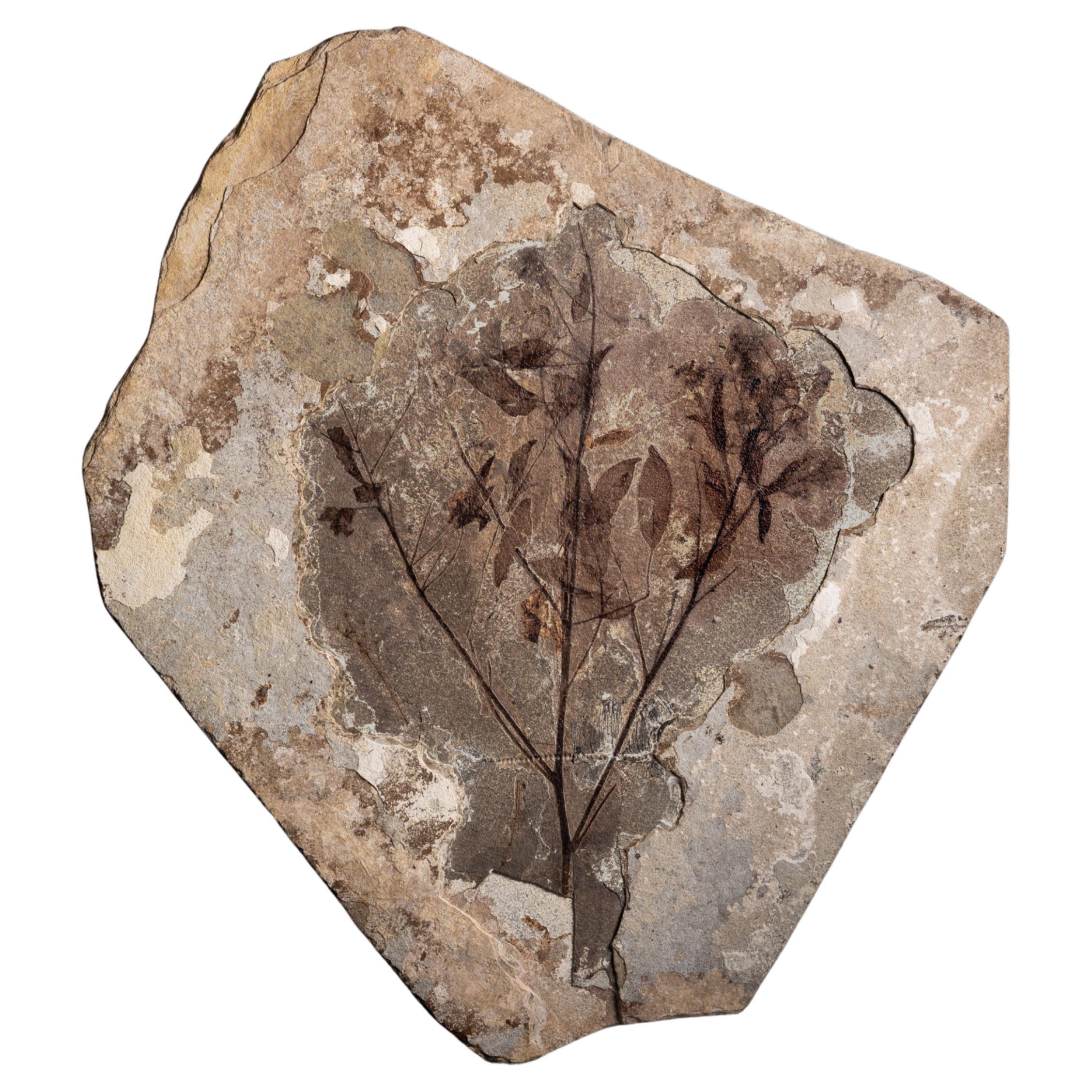 Eocene Fossilised Branch with Leaves and Berries For Sale