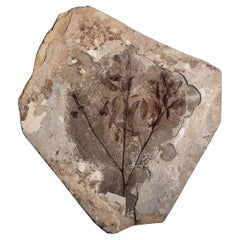 Eocene Fossilised Branch with Leaves and Berries