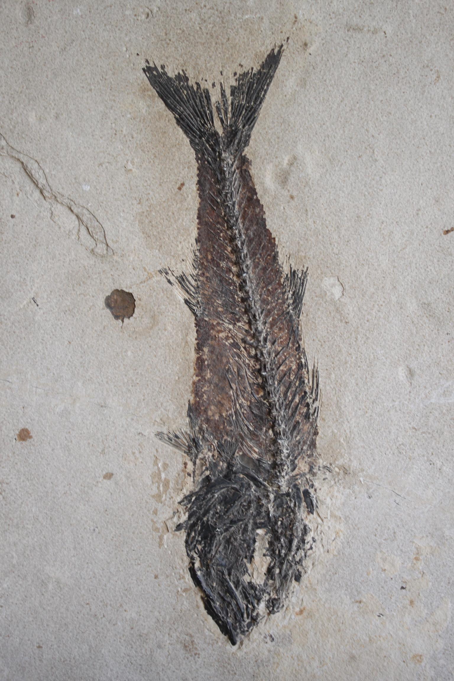 Fish fossil on a limestone plate, Mioplosus specimen from the Eocene Era ( 34 - 56 Million years ). Green River Formation, Wyoming USA. 
Dimensions of the fish: Width 35 cm, height 10 cm 
Dimensions of the plate: Width 39 cm, Height 50 cm, Depth 1.5