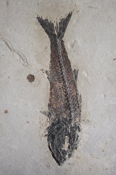 Eocene Mioplosus Fish Fossil on Limestone, Green River Formation, Wyoming USA