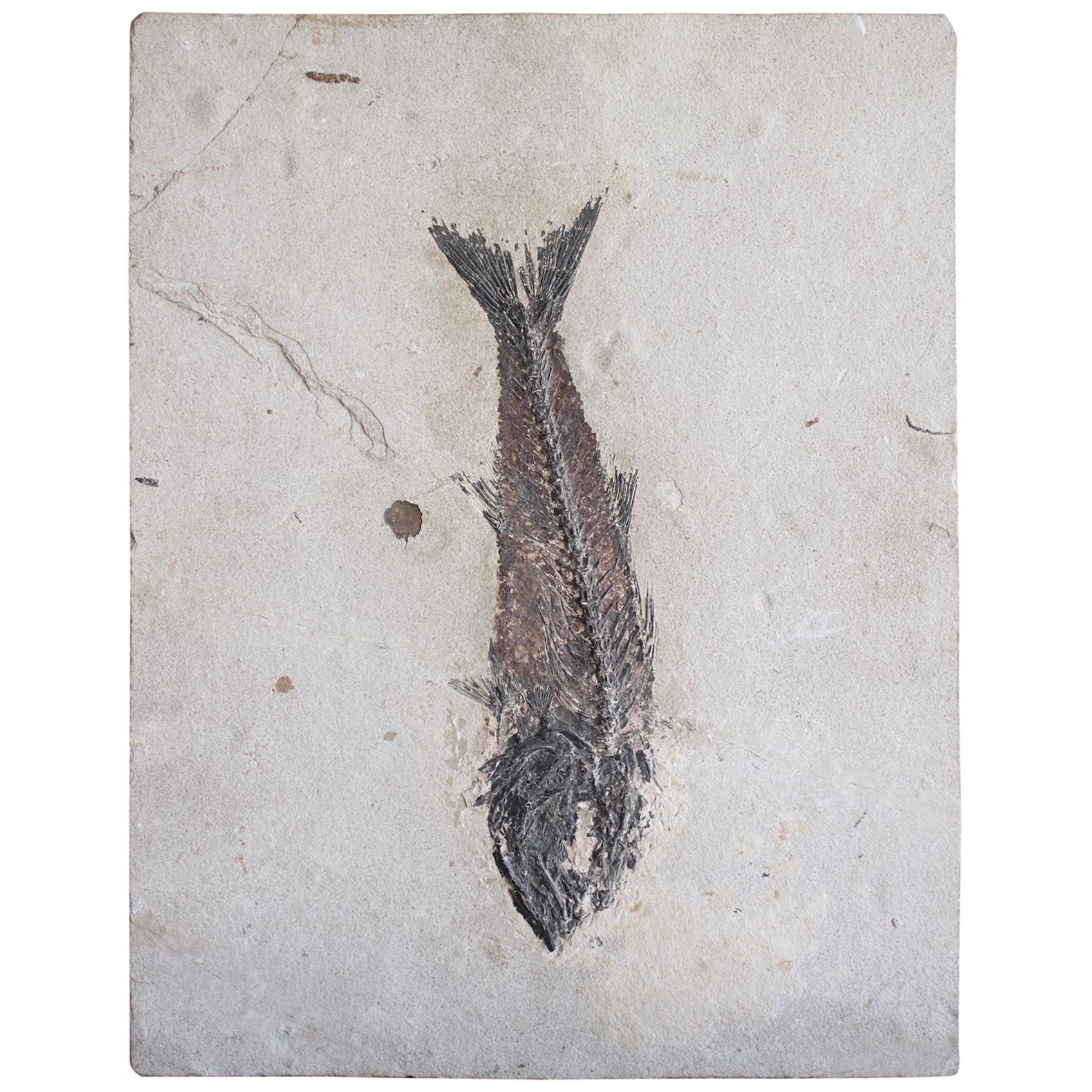 Eocene Mioplosus Fish Fossil on Limestone, Green River Formation, Wyoming USA For Sale