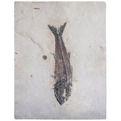 Eocene Mioplosus Fish Fossil on Limestone, Green River Formation, Wyoming USA