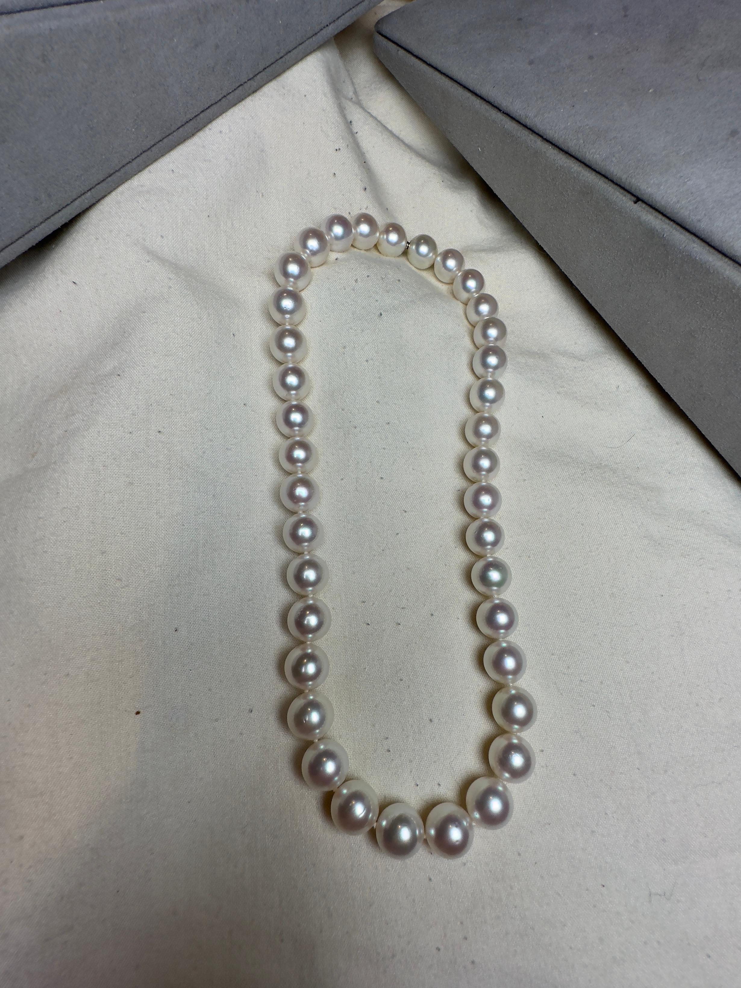 


A strand of Cultured Australian South Sea pearls


GUARANTEED NATURAL COLOUR AND LUSTRE

These pearls display their natural colour and lustre and have not been subjected to chemical enhancements or processes.
SUSTAINABLE

Australian South Sea