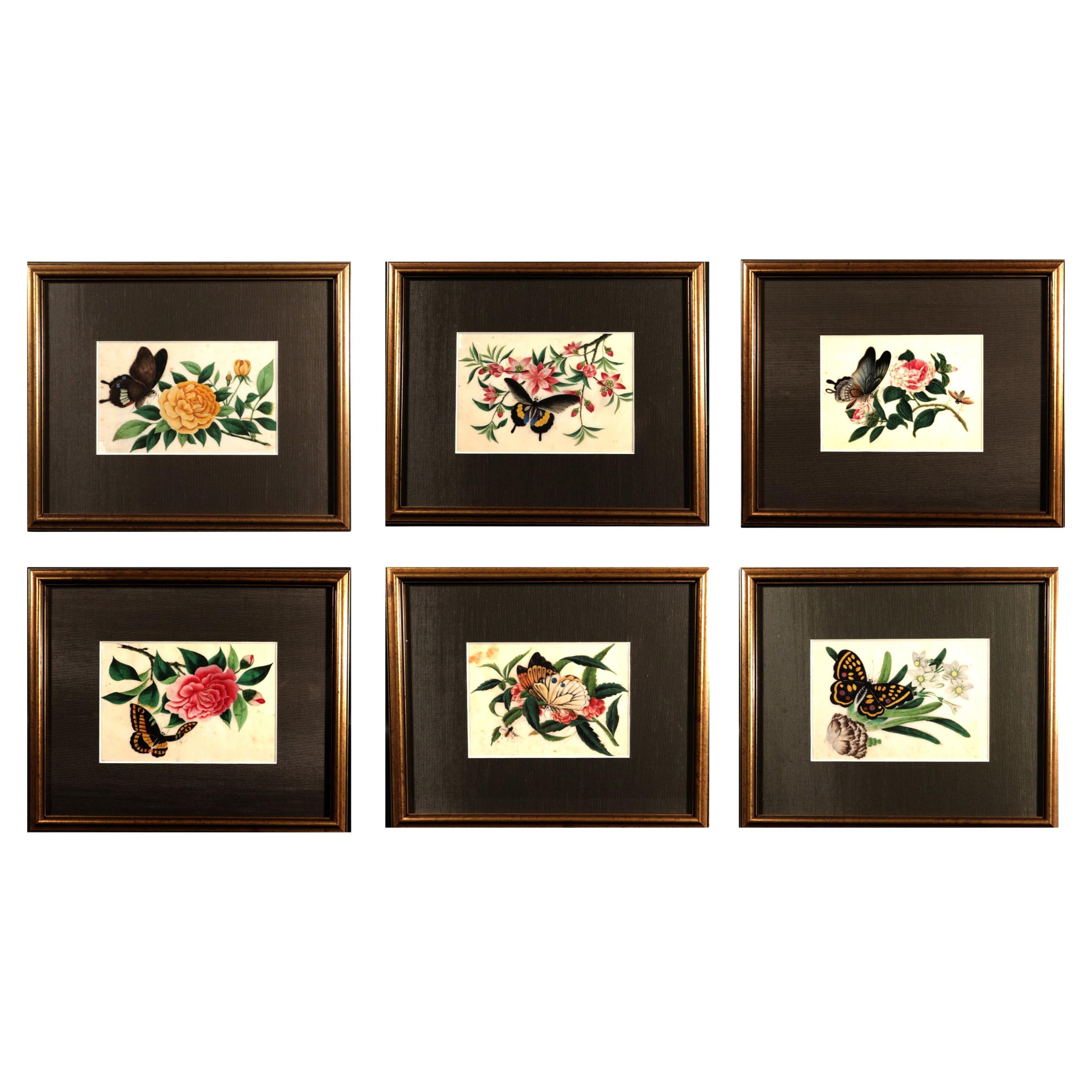 Ephemeral Beauty: Set of Six Chinese Export "Pith Paper" Paintings of Butterflie