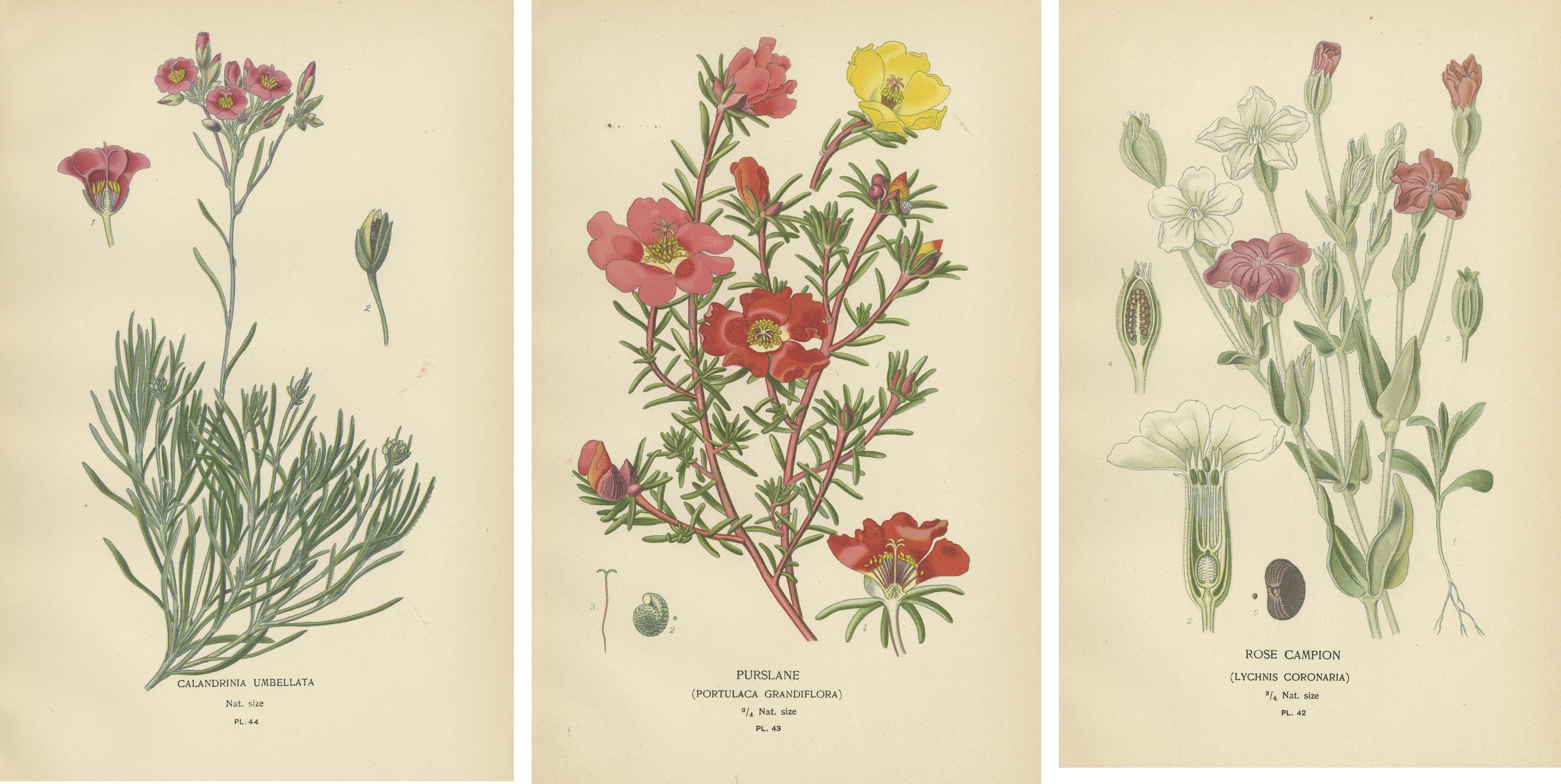Paper Ephemeral Blossoms: A Chronicle of 1896 Botanical Elegance For Sale