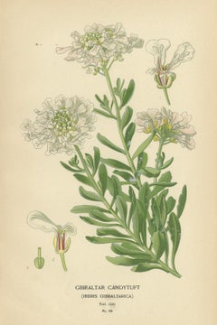 Ephemeral Blossoms: Treasures from 'Favourite Flowers of Garden and Greenhouse'