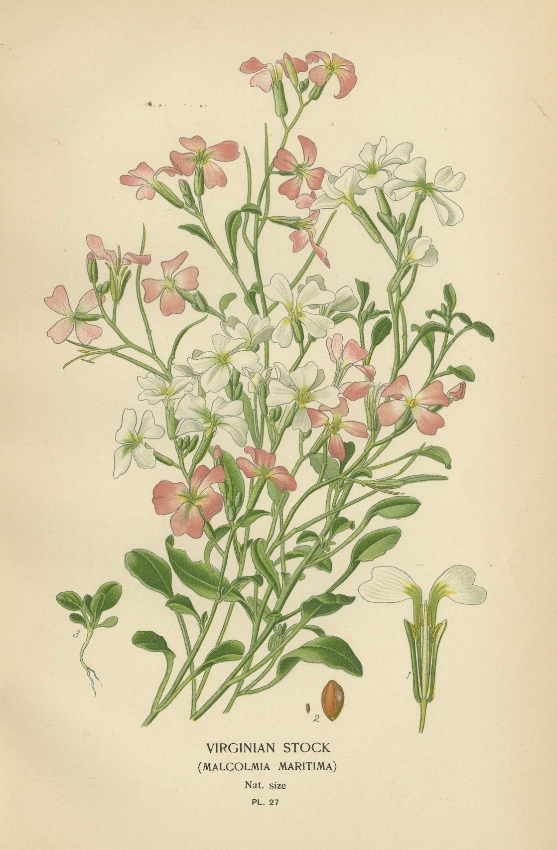 Ephemeral Blossoms: Schätze aus „Favourite Flowers of Garden and Greenhouse“ (Spätes 19. Jahrhundert) im Angebot