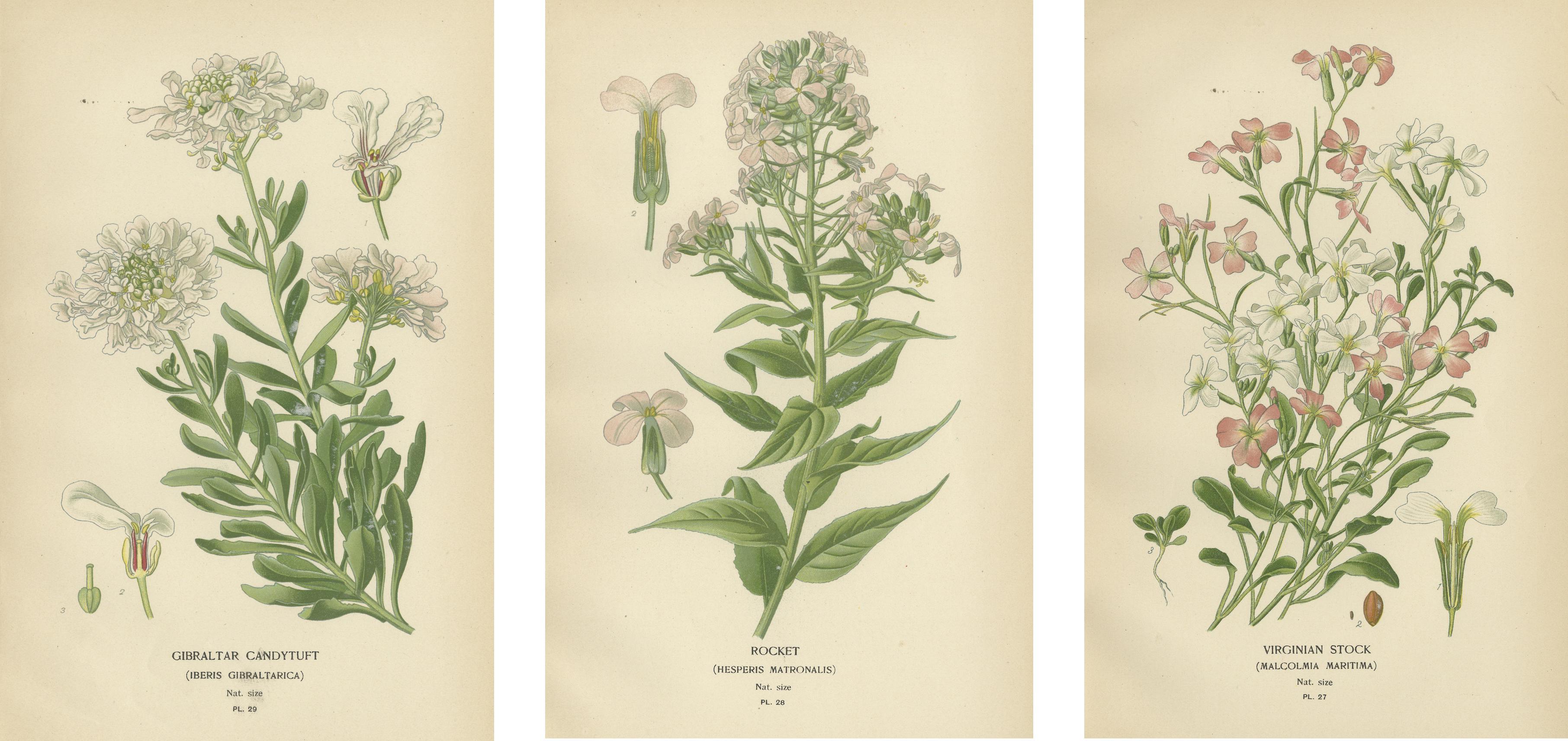 Paper Ephemeral Blossoms: Treasures from 'Favourite Flowers of Garden and Greenhouse' For Sale