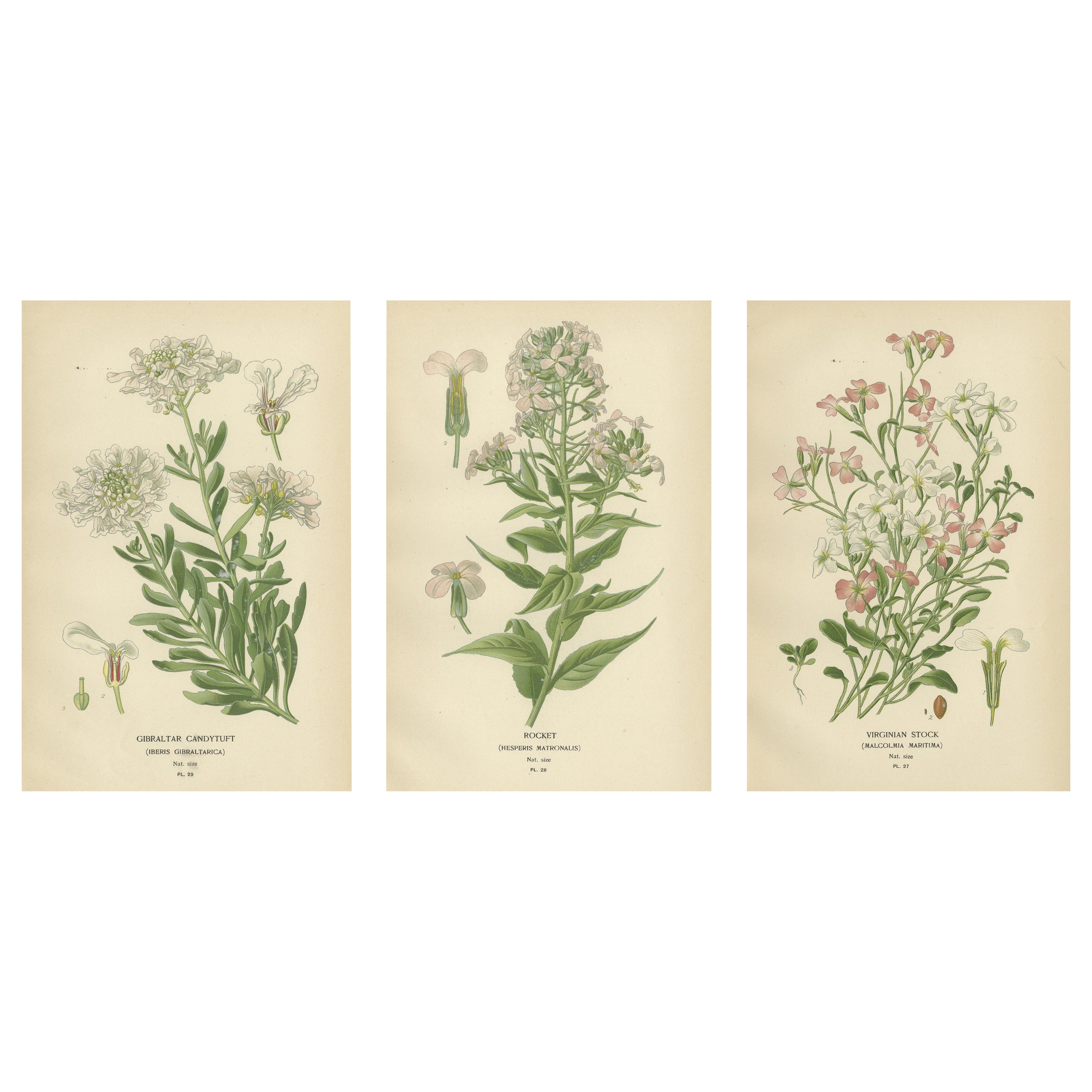 Blossommes éphémères : trésors des fleurs deavourite du jardin et de la serre