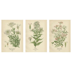 Blossommes éphémères : trésors des fleurs deavourite du jardin et de la serre