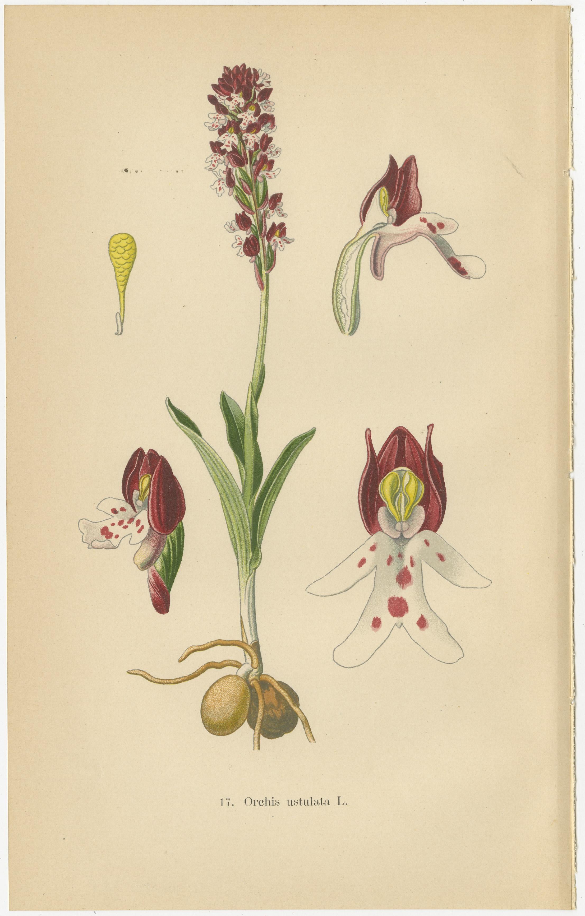 Ephemeral Elegance: Orchids of 1904 in Müller's Illustrations

Description: This collage presents a trio of exquisite botanical illustrations from Walter Müller's 1904 book, a comprehensive depiction of orchid species indigenous to Germany and