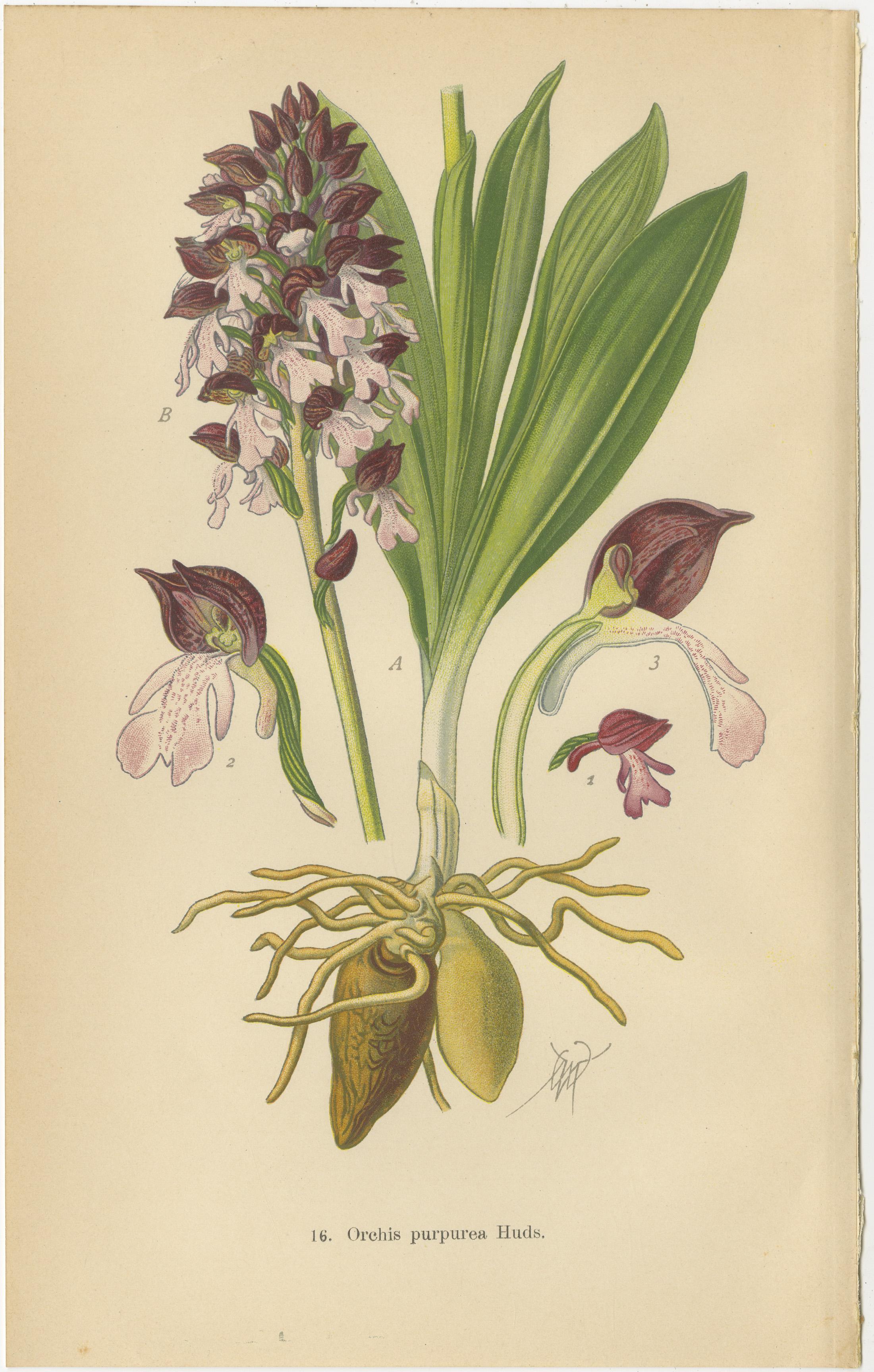Ephemeral Elegance: Orchids of 1904 in Müller's Illustrations In Good Condition For Sale In Langweer, NL
