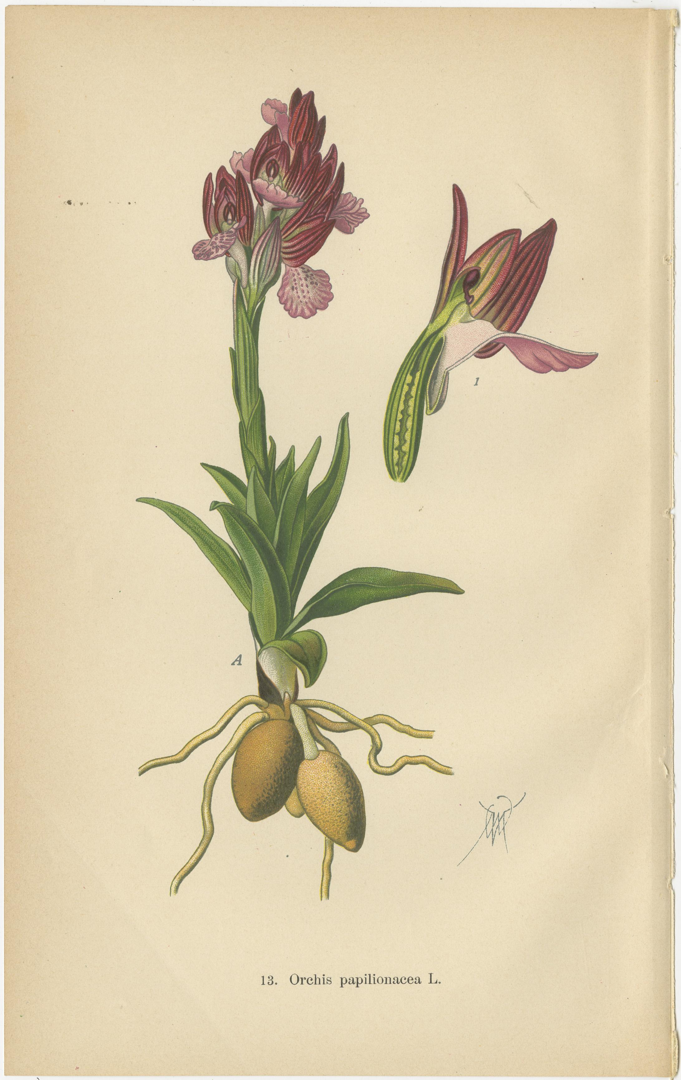 Early 20th Century Ephemeral Elegance: Orchids of 1904 in Müller's Illustrations For Sale