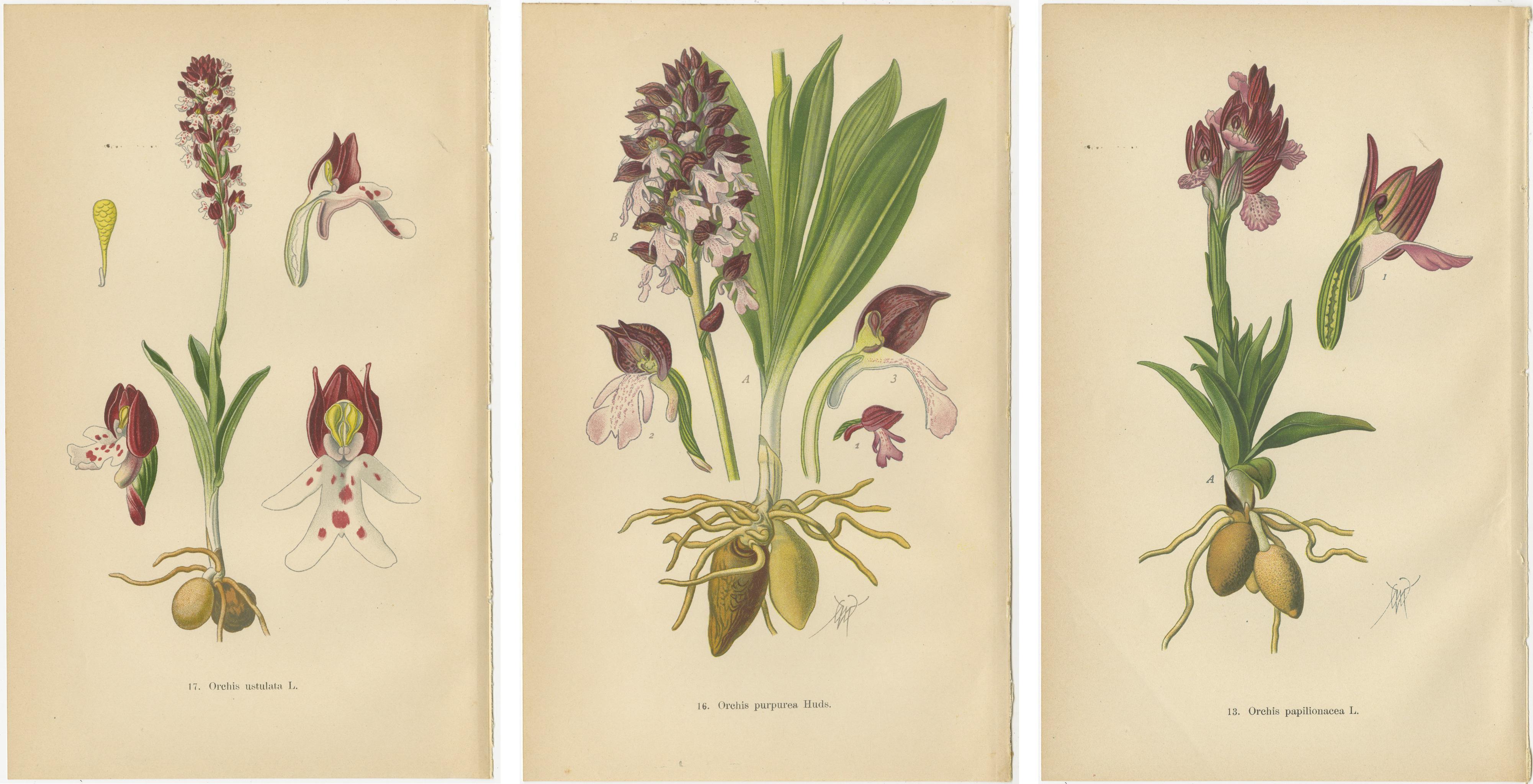 Paper Ephemeral Elegance: Orchids of 1904 in Müller's Illustrations For Sale