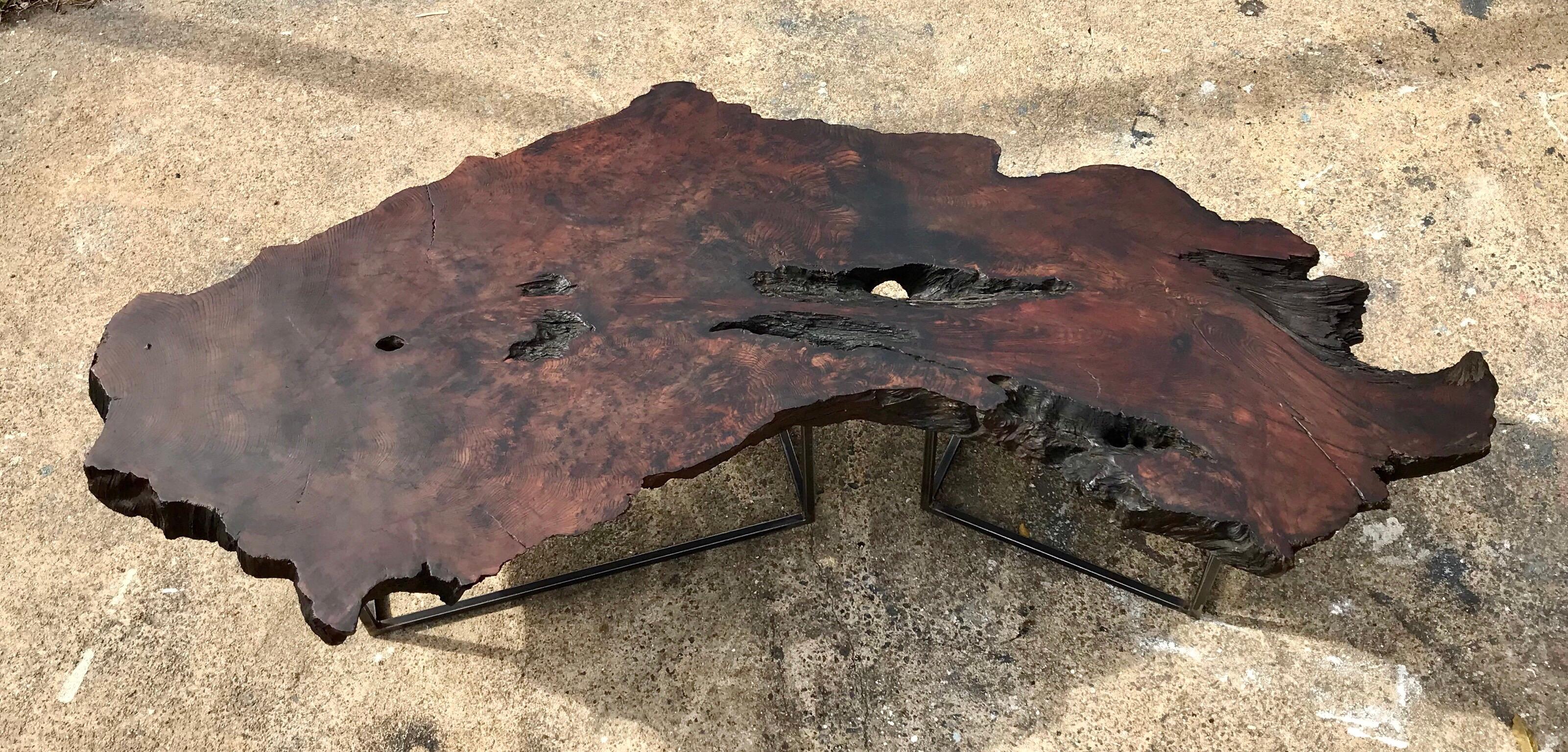 An epic and rare California redwood slab coffee table on custom iron bases. The large geomorphic live edge tabletop is a stunning example of one of our at risk national treasures. Organic modern living at its best for your consideration. Additional