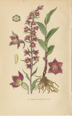 Epipactis Enchantment: A Trio of Botanical Illustrations from 1904