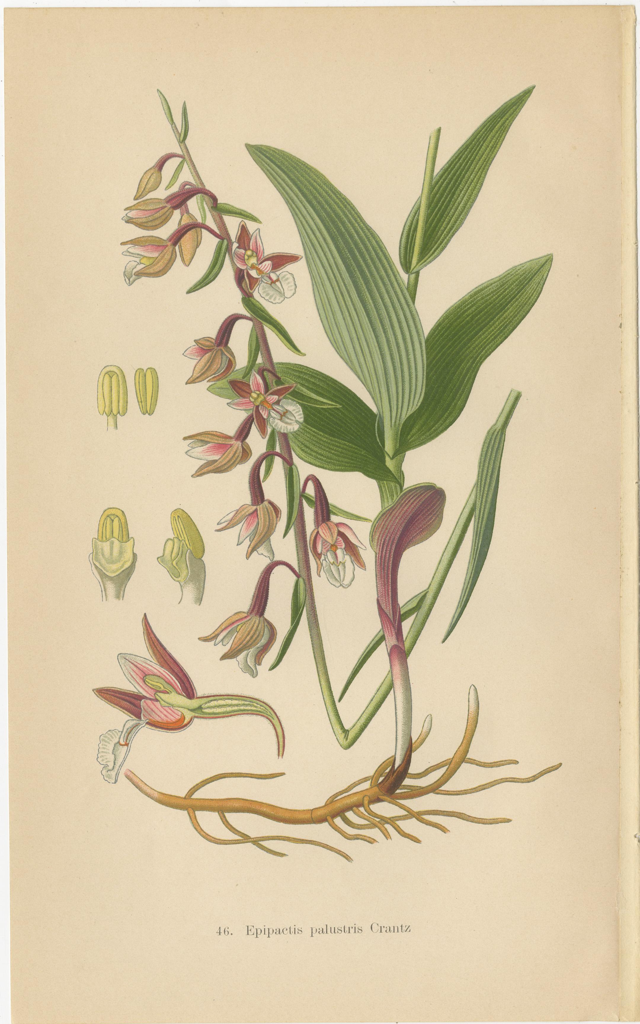 Early 20th Century Epipactis Enchantment: A Trio of Botanical Illustrations from 1904 For Sale