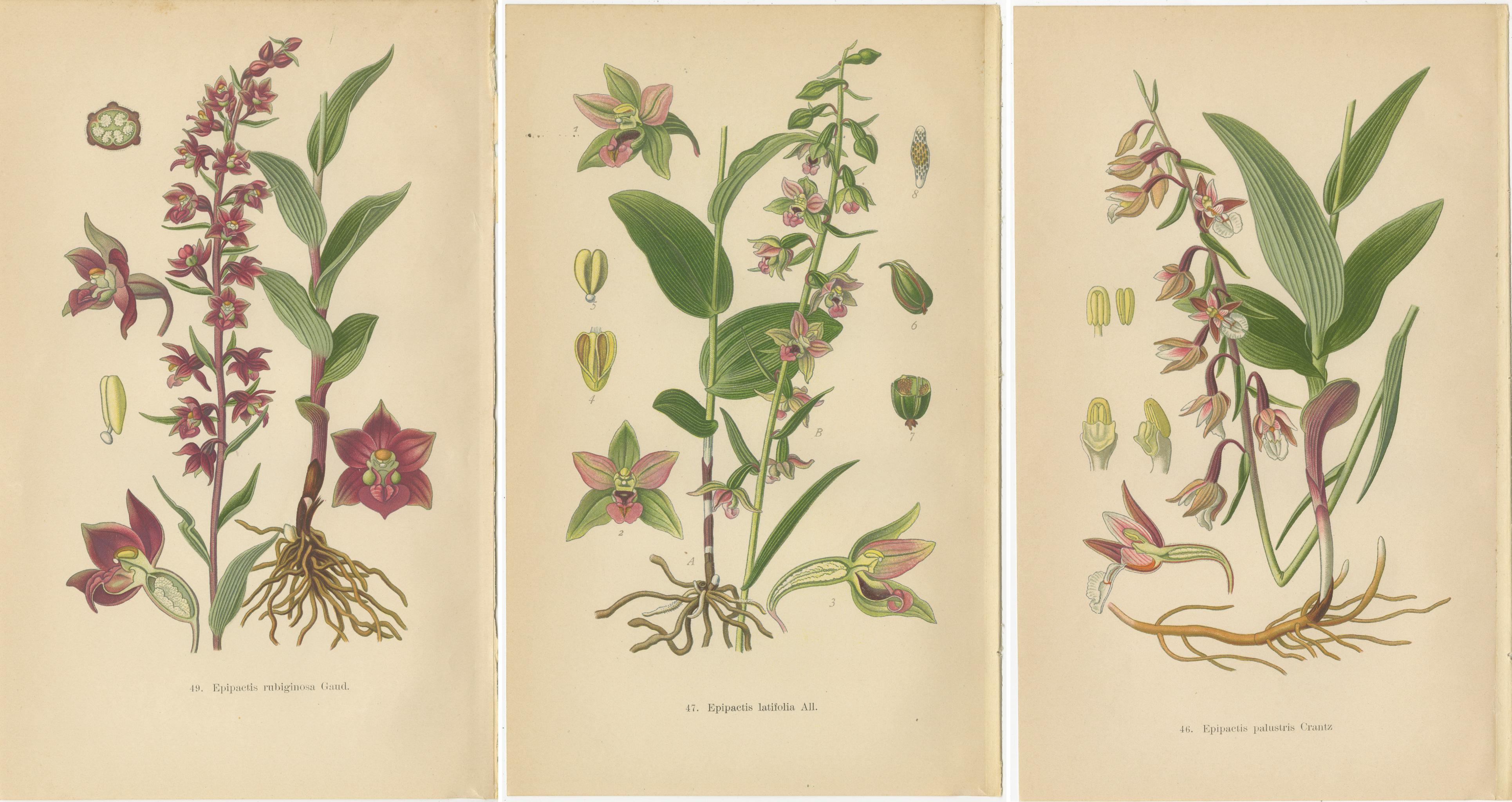 Paper Epipactis Enchantment: A Trio of Botanical Illustrations from 1904 For Sale